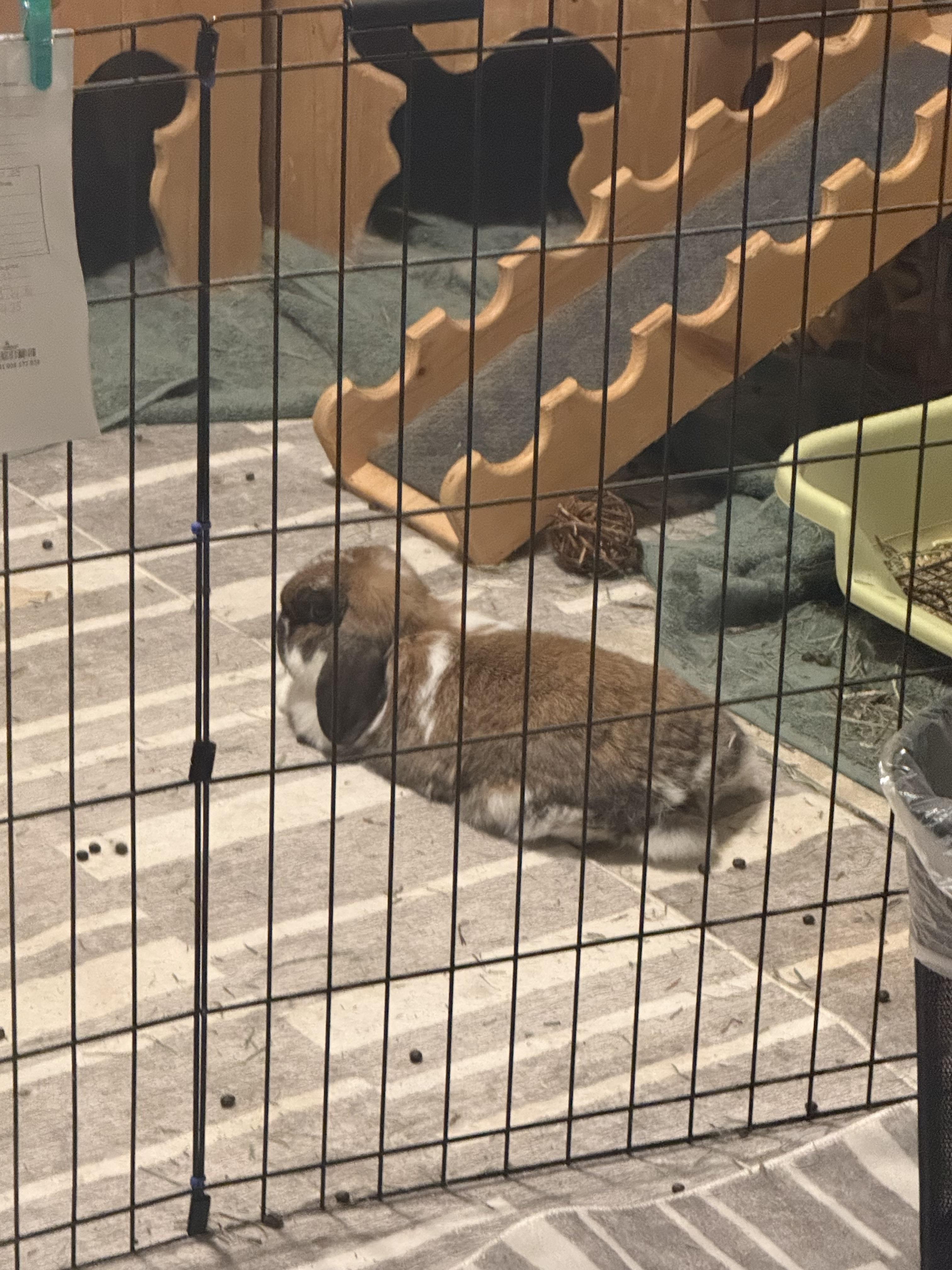 Enlarge Gemini, Smores, and Honey, a Adoptable Holland Lop in Waynesboro, VA image 4/4