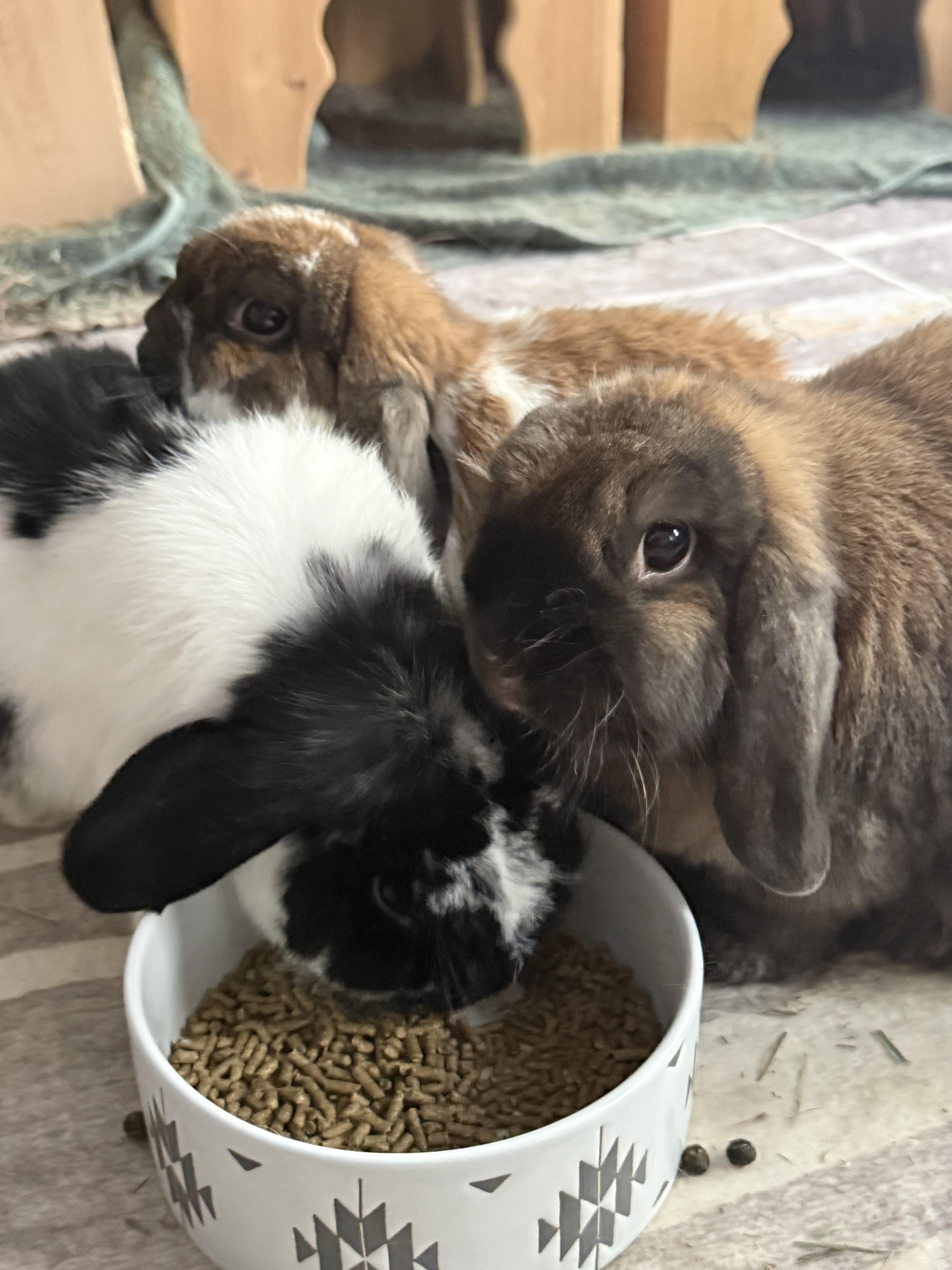 Enlarge Gemini, Smores, and Honey, a Adoptable Holland Lop in Waynesboro, VA image 2/4
