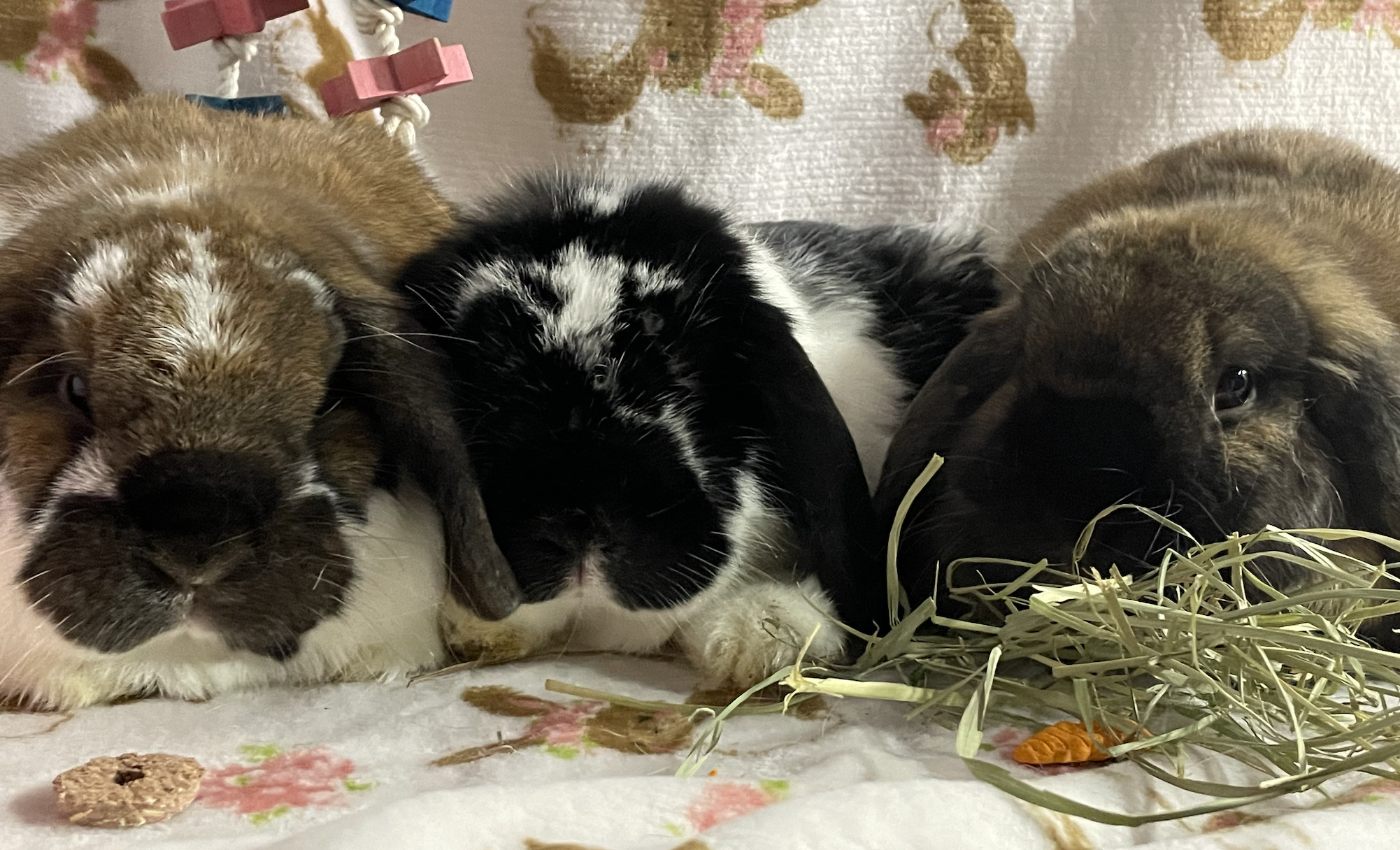 Gemini , Smores and Honey, Adoptable, Adult Male Holland Lop.