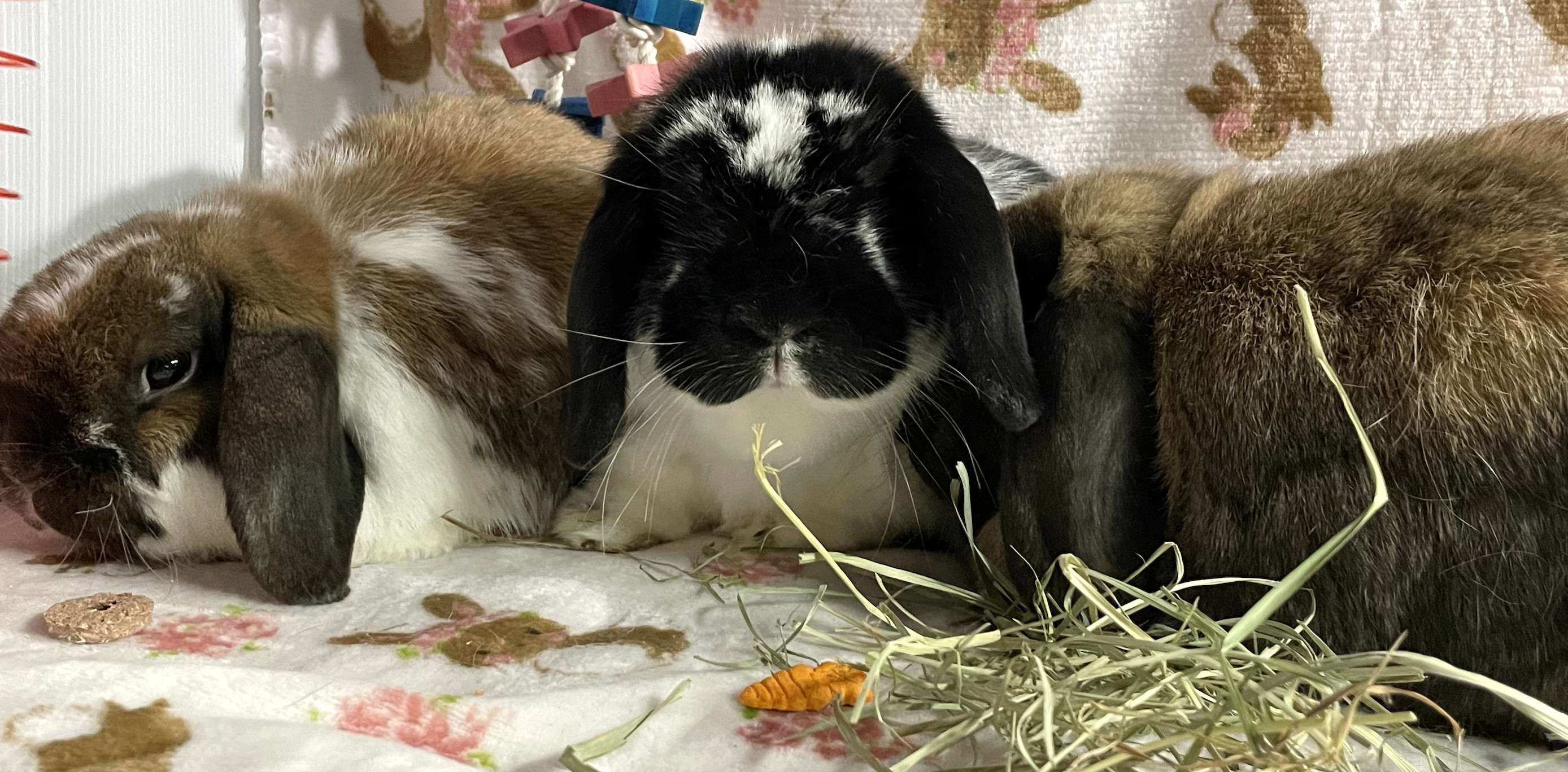 Enlarge Gemini , Smores and Honey, a Adoptable Holland Lop in Waynesboro, VA image 2/2