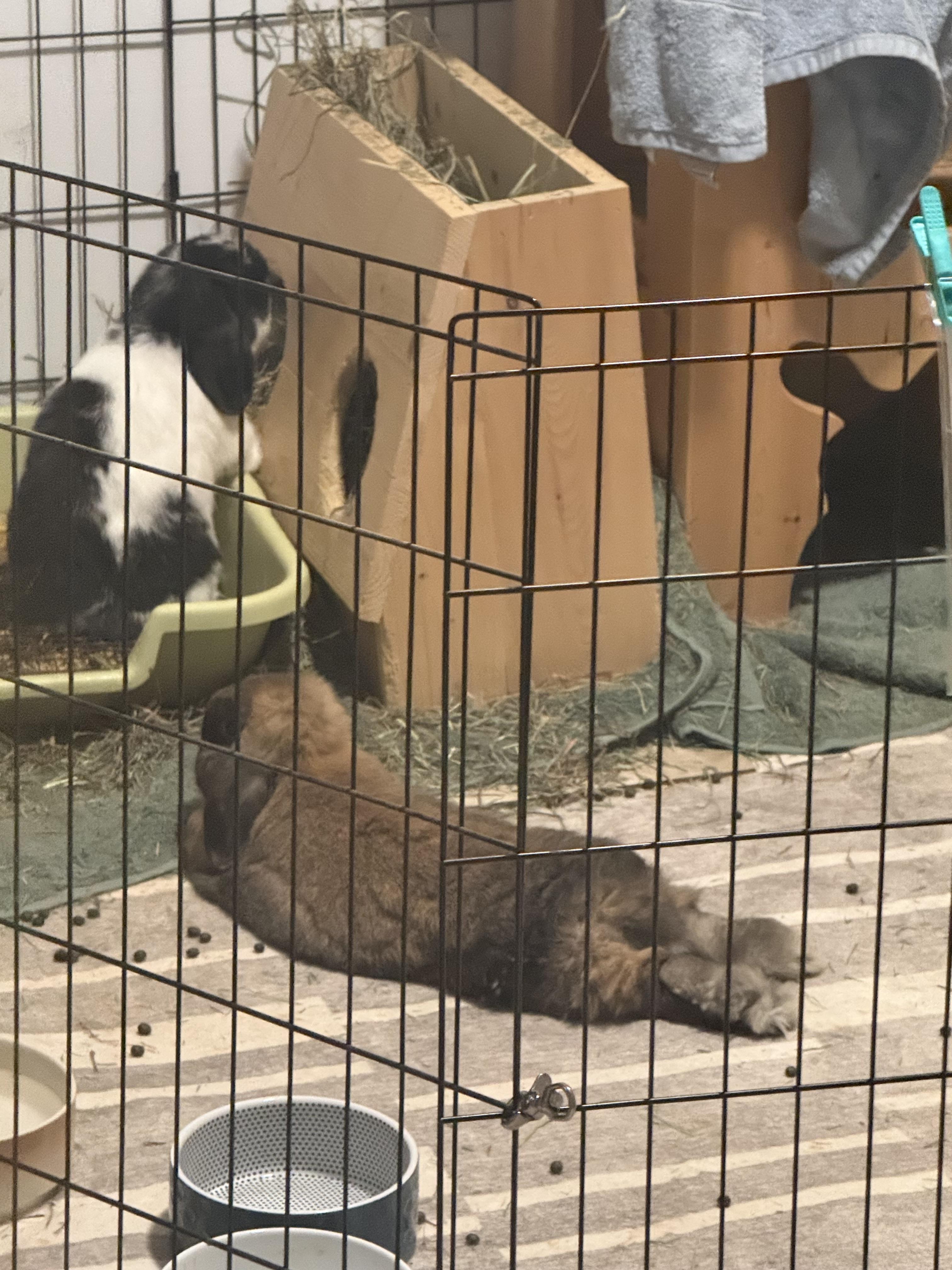 Enlarge Gemini, Smores, and Honey, a Adoptable Holland Lop in Waynesboro, VA image 3/4