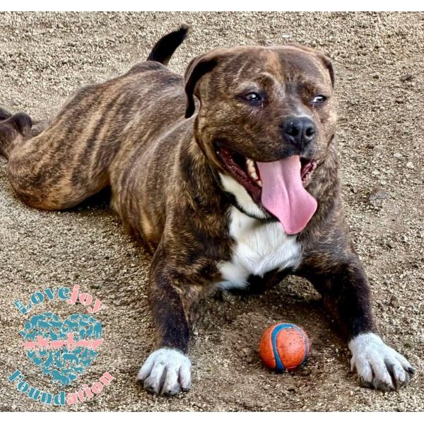 Enlarge Bosche, a ADOPTABLE mixed breed in Inglewood, CA image 2/4