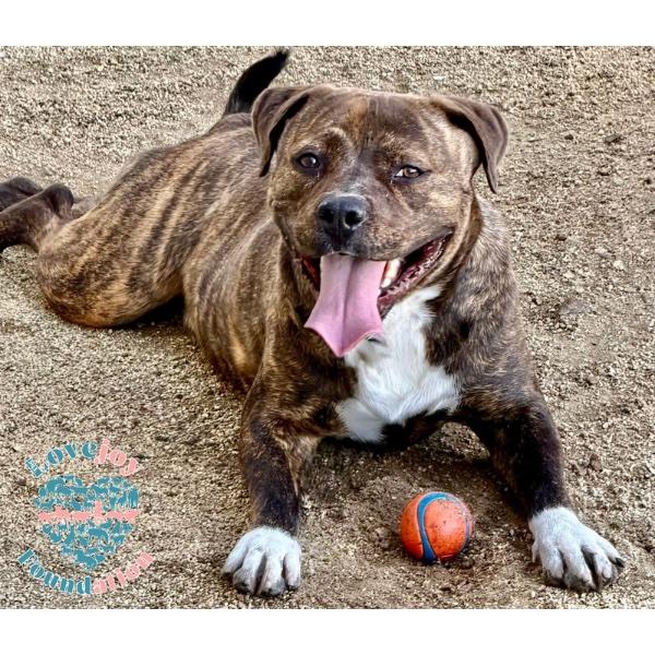 Enlarge Bosche, a ADOPTABLE mixed breed in Inglewood, CA image 1/4