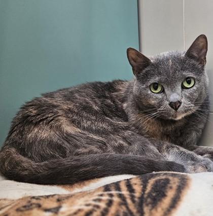 Clara (and Bat), ADOPTABLE, Senior Female Domestic Short Hair.