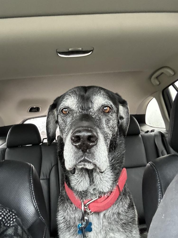 Enlarge Rocko, a Adoptable mixed breed in Columbus, OH image 1/6