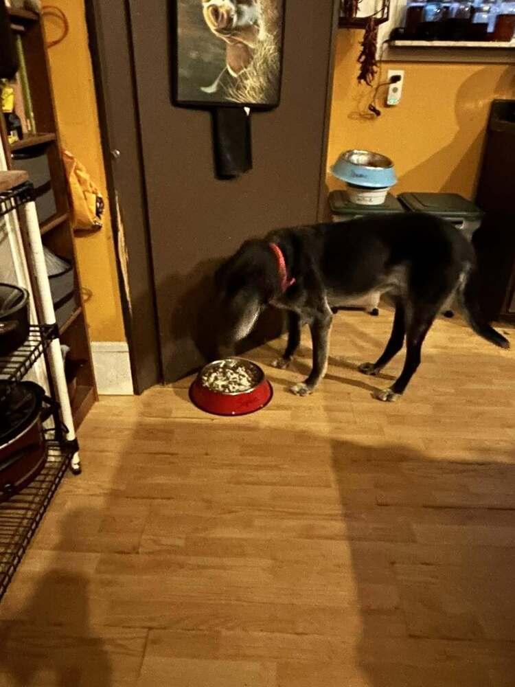 Enlarge Rocko, a Adoptable mixed breed in Columbus, OH image 2/6