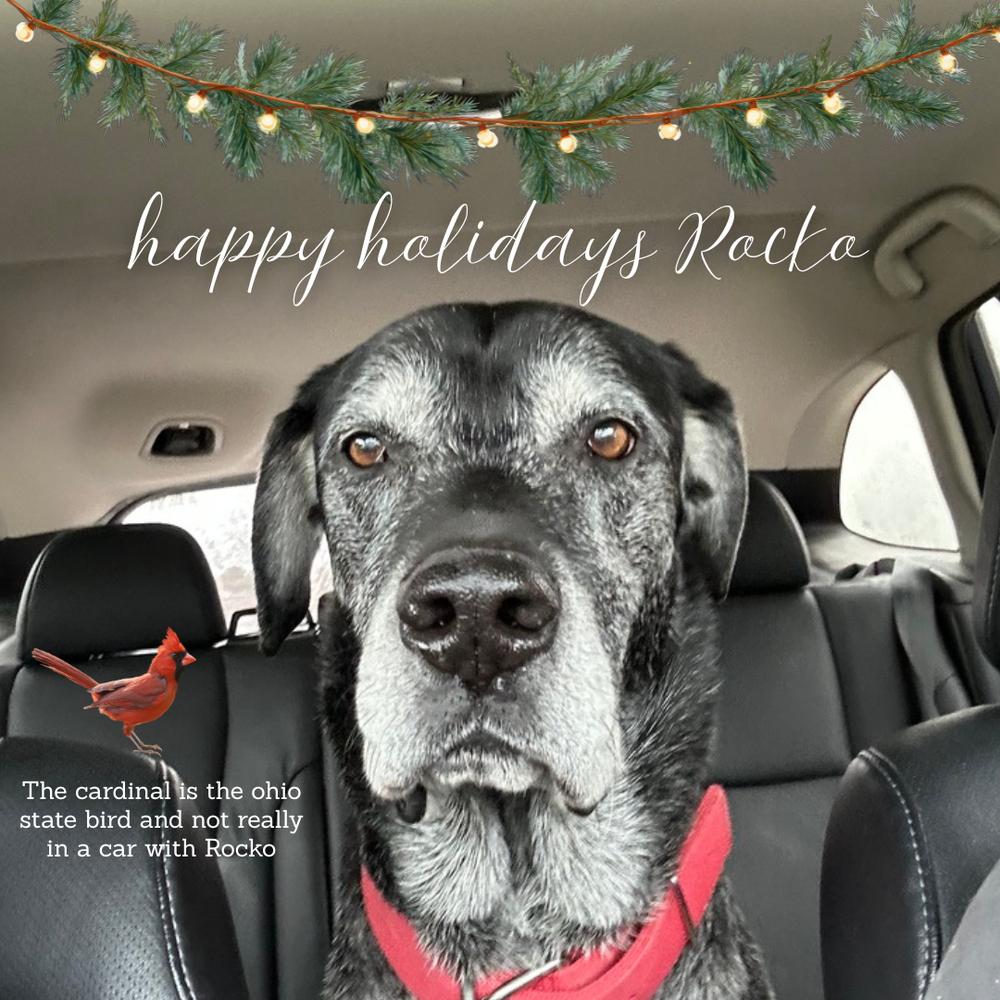 Enlarge Rocko, a Adoptable mixed breed in Columbus, OH image 3/6