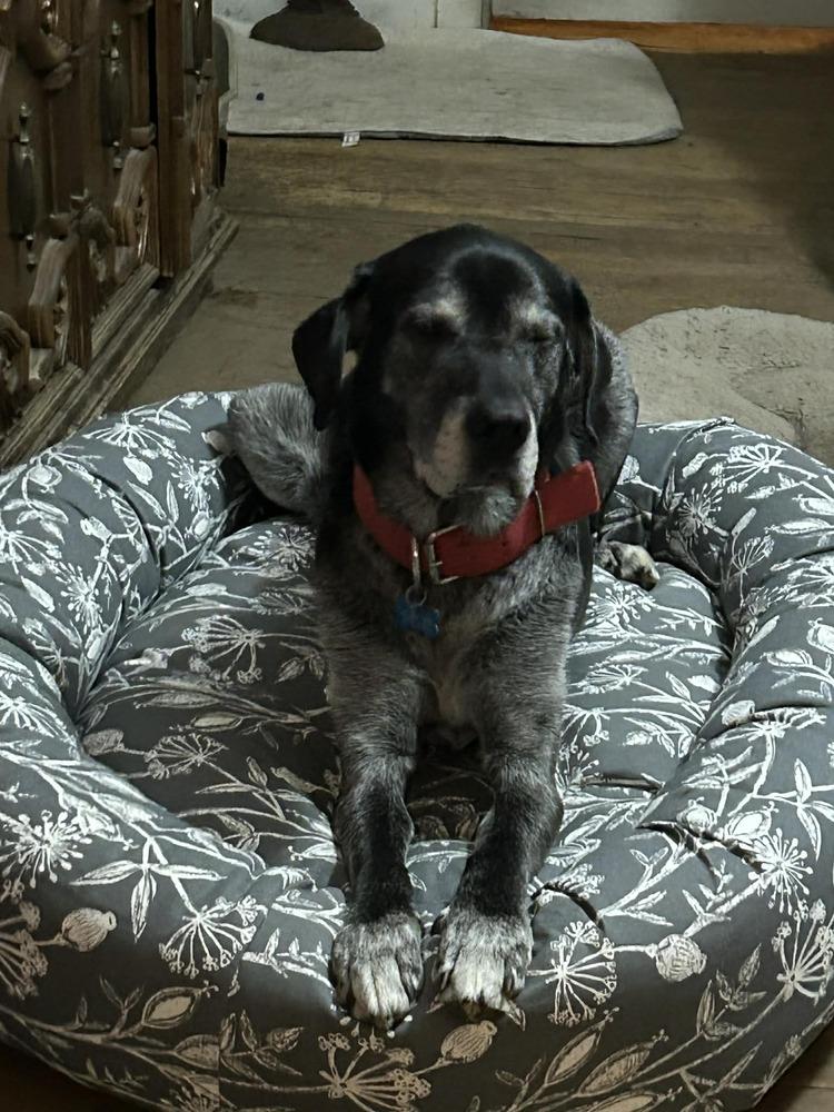 Enlarge Rocko, a Adoptable mixed breed in Columbus, OH image 4/6