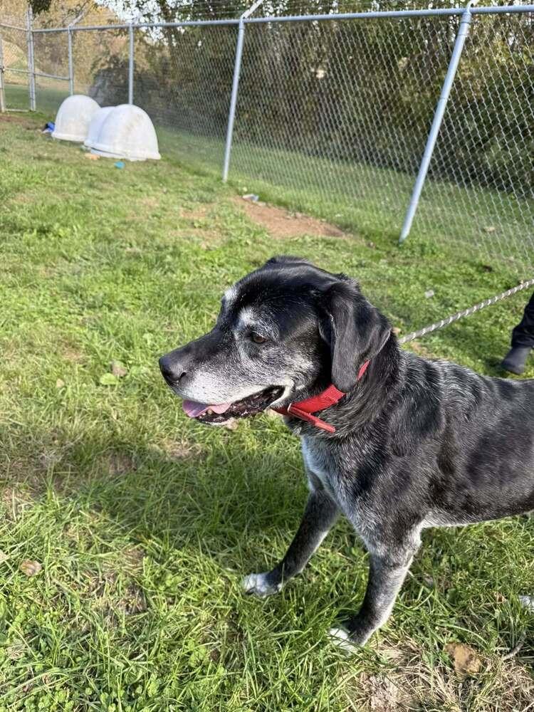 Enlarge Rocko, a Adoptable mixed breed in Columbus, OH image 5/6