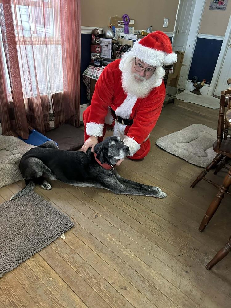 Enlarge Rocko, a Adoptable mixed breed in Columbus, OH image 6/6