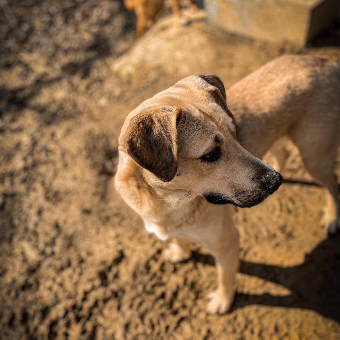 Daisy, a Adoptable mixed breed in Junction City, KY image 3/6