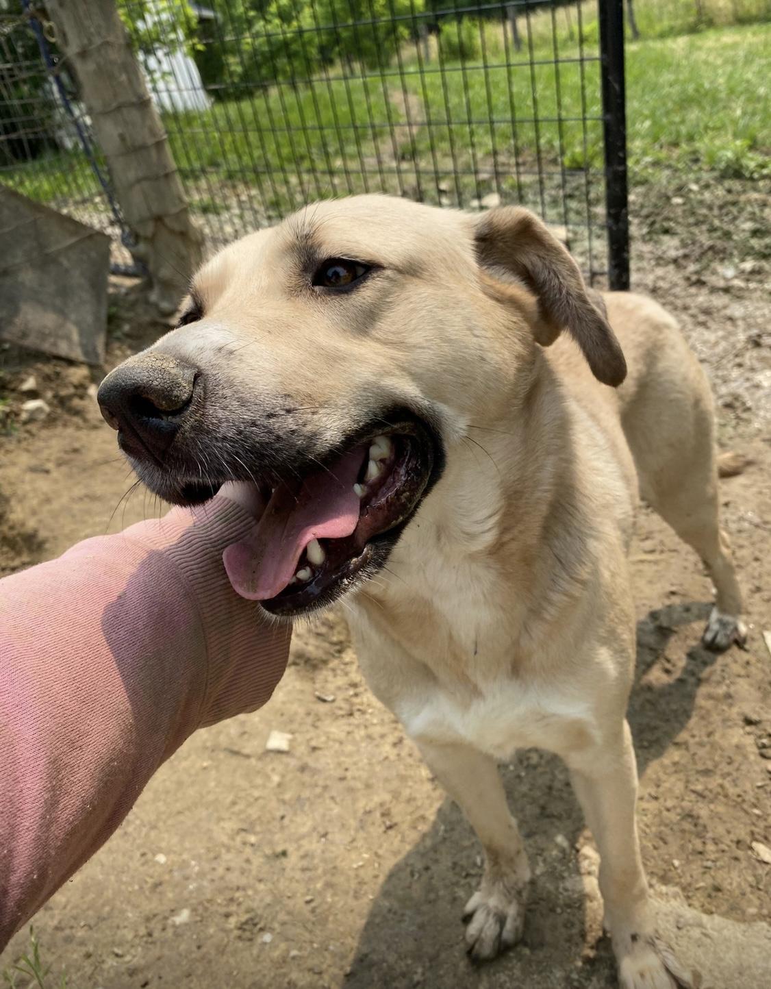 Daisy, a Adoptable mixed breed in Junction City, KY image 2/6