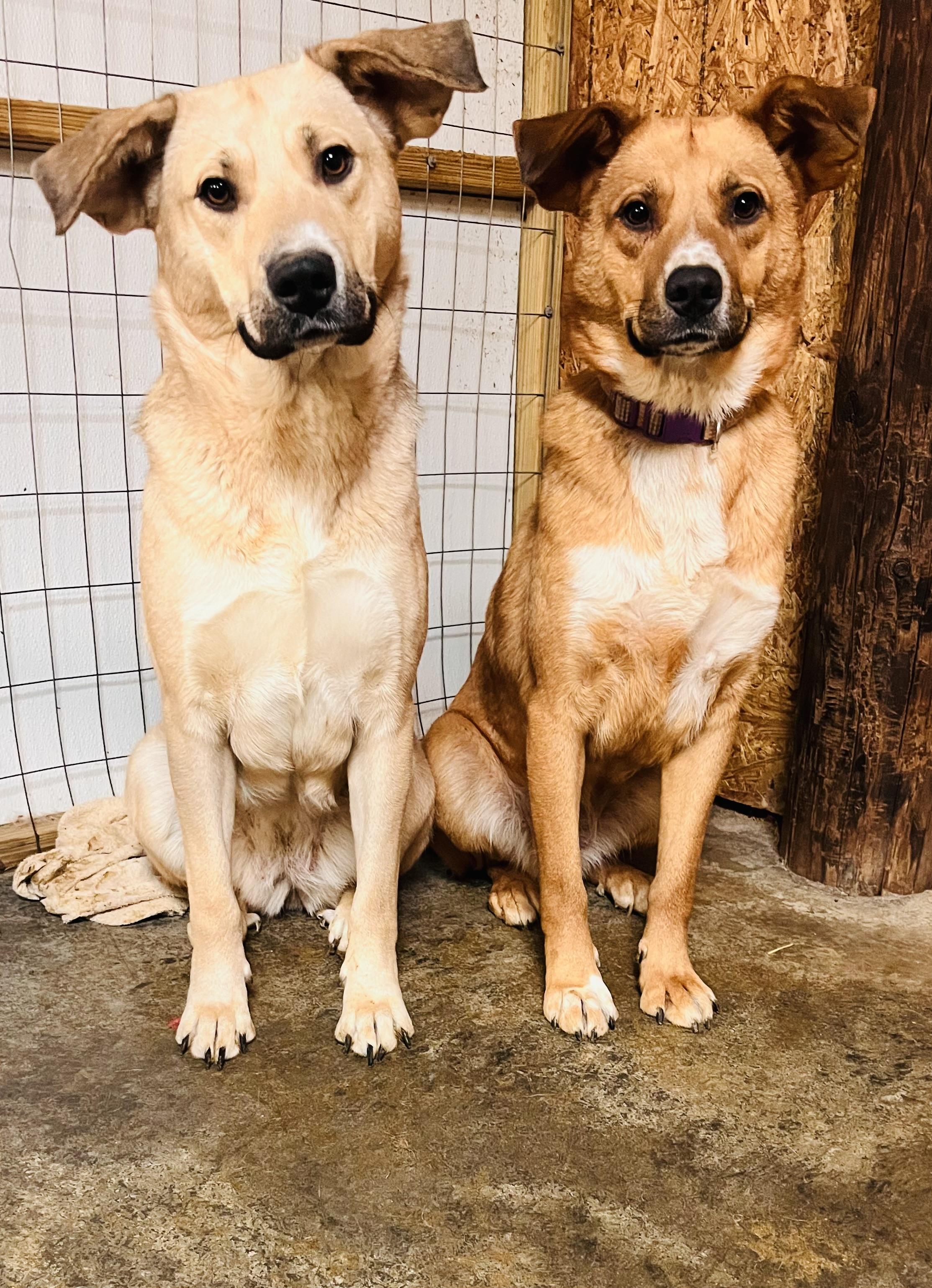 Daisy, a Adoptable mixed breed in Junction City, KY image 6/6