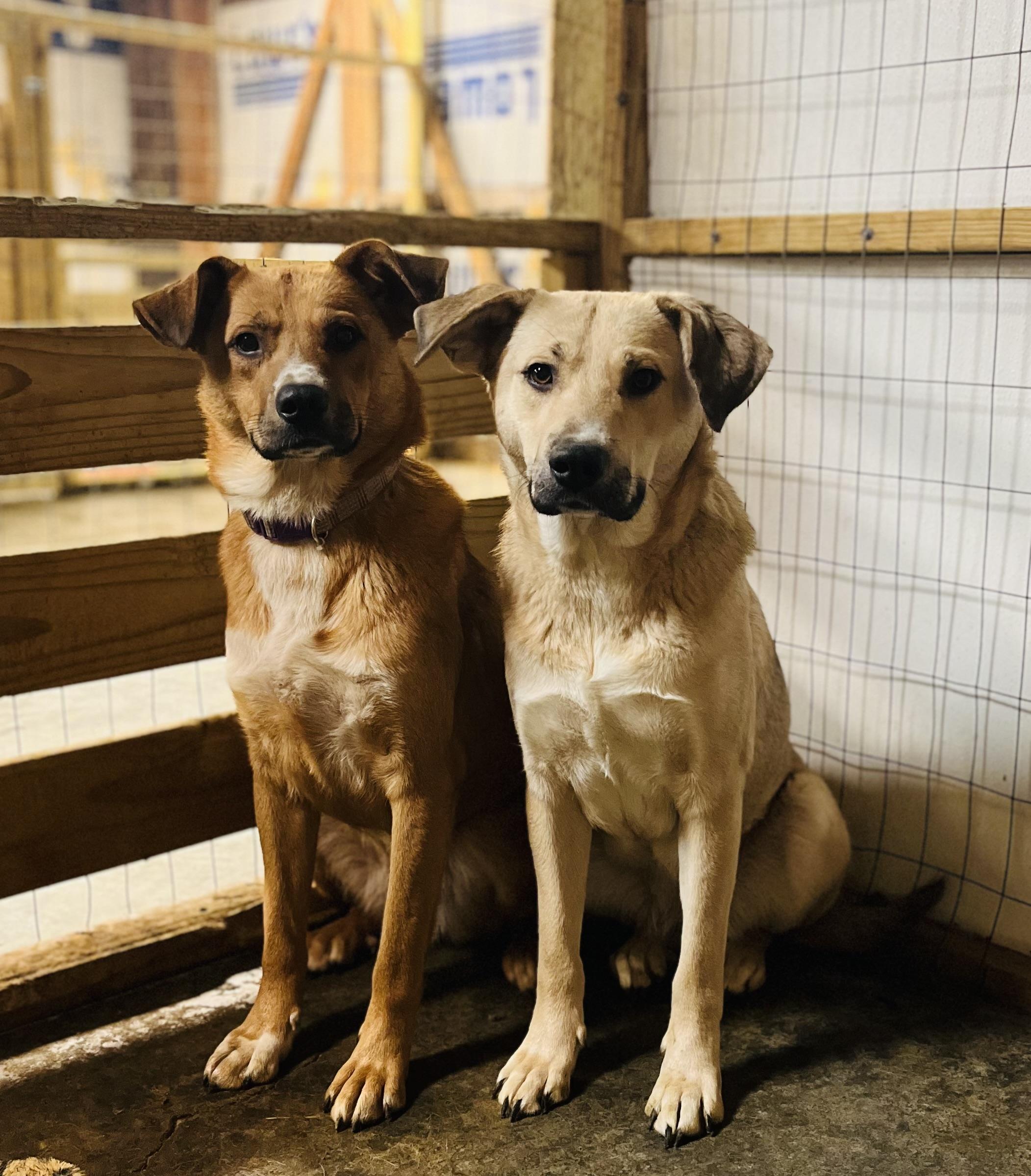 Daisy, Adoptable, Young Female Anatolian Shepherd.