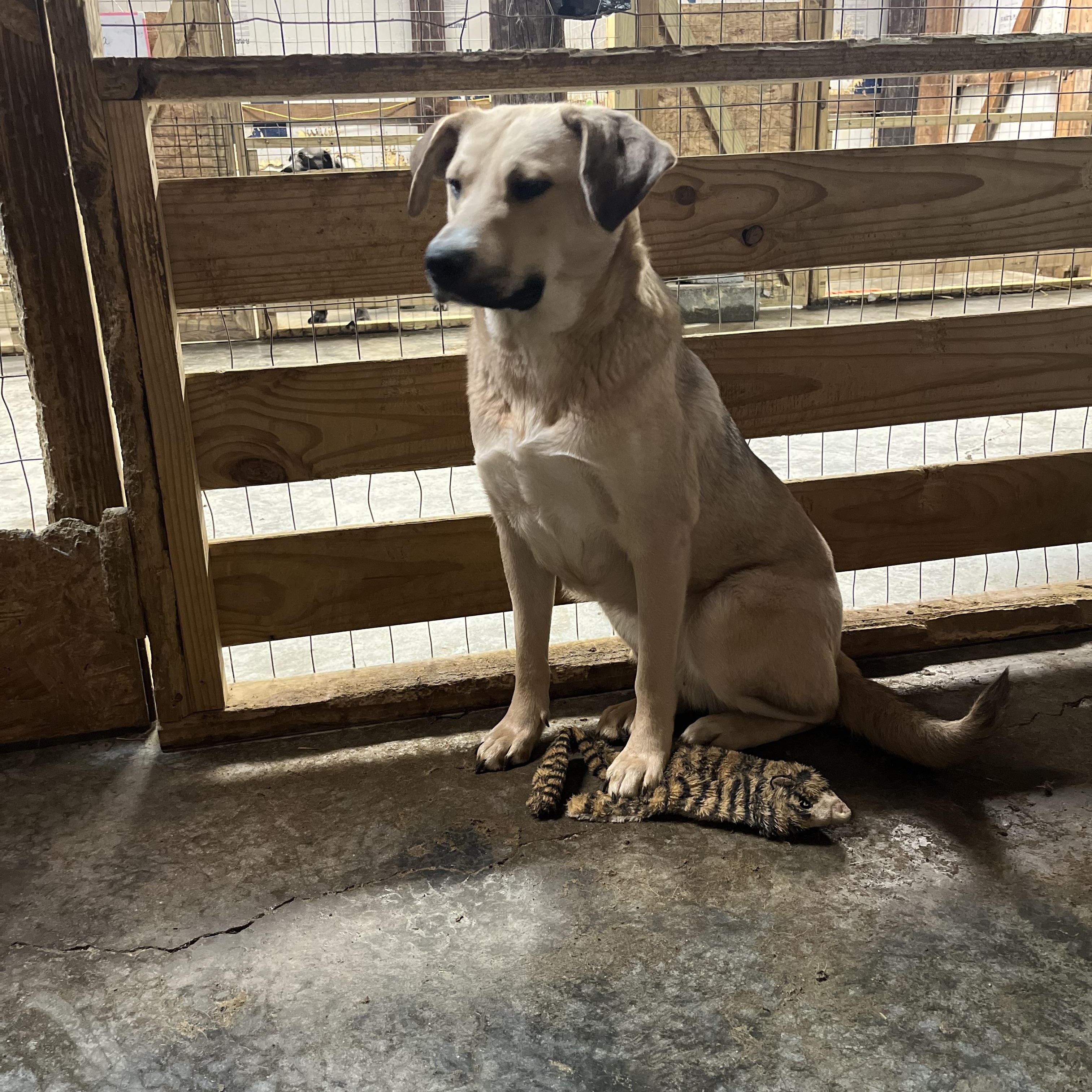 Daisy, a Adoptable mixed breed in Junction City, KY image 5/6