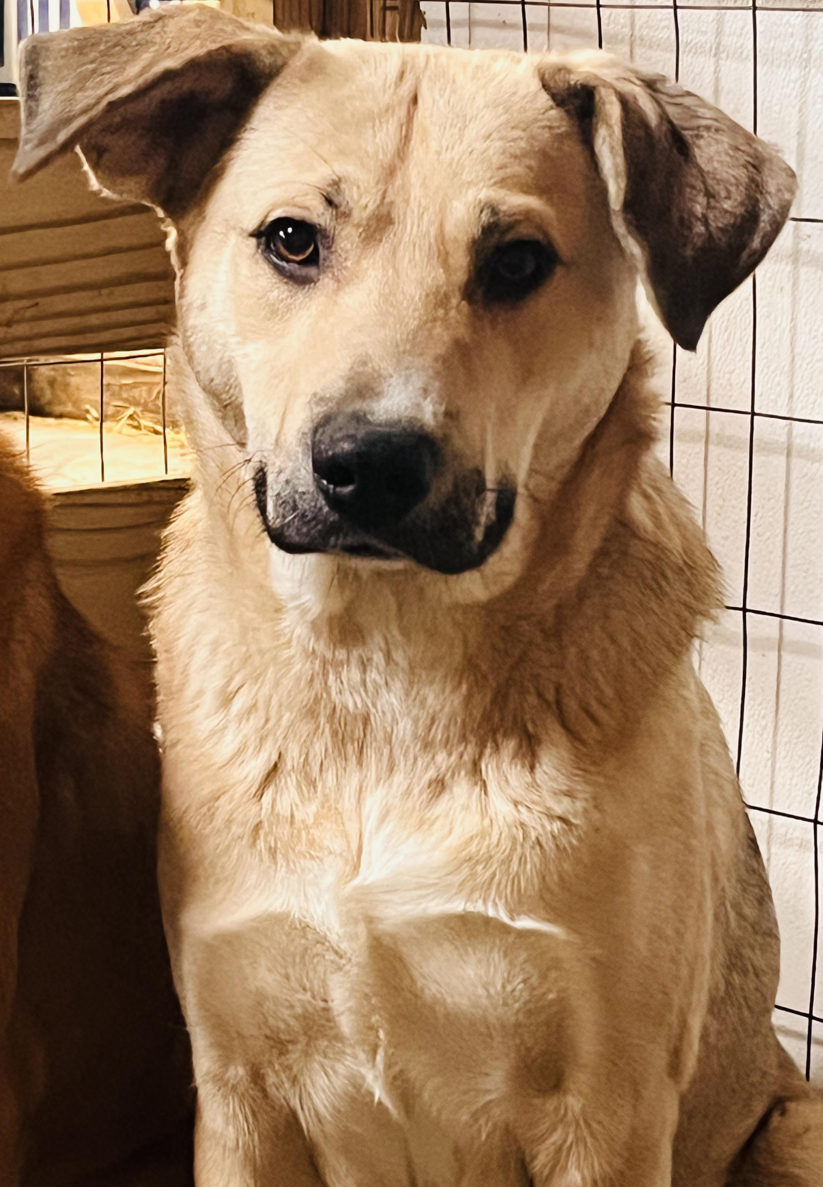 Daisy, a Adoptable mixed breed in Junction City, KY image 4/6