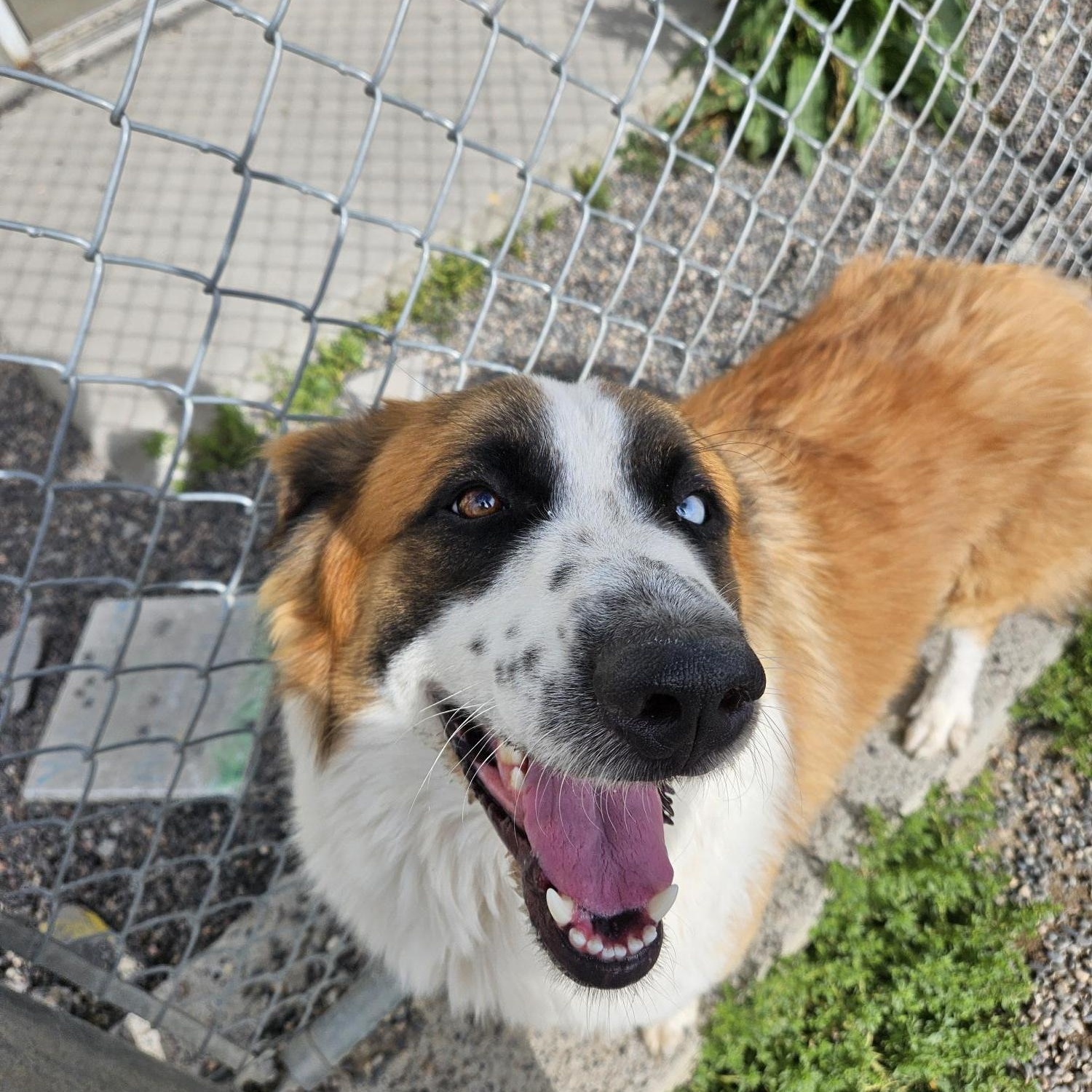 Sargent Major, an adoptable Australian Shepherd in Billings, MT, 59102 | Photo Image 1