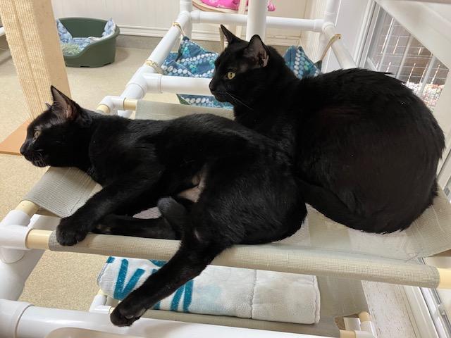 Enlarge Princess & Panther, an adopted Domestic Short Hair in Westbrook, CT image 1/6