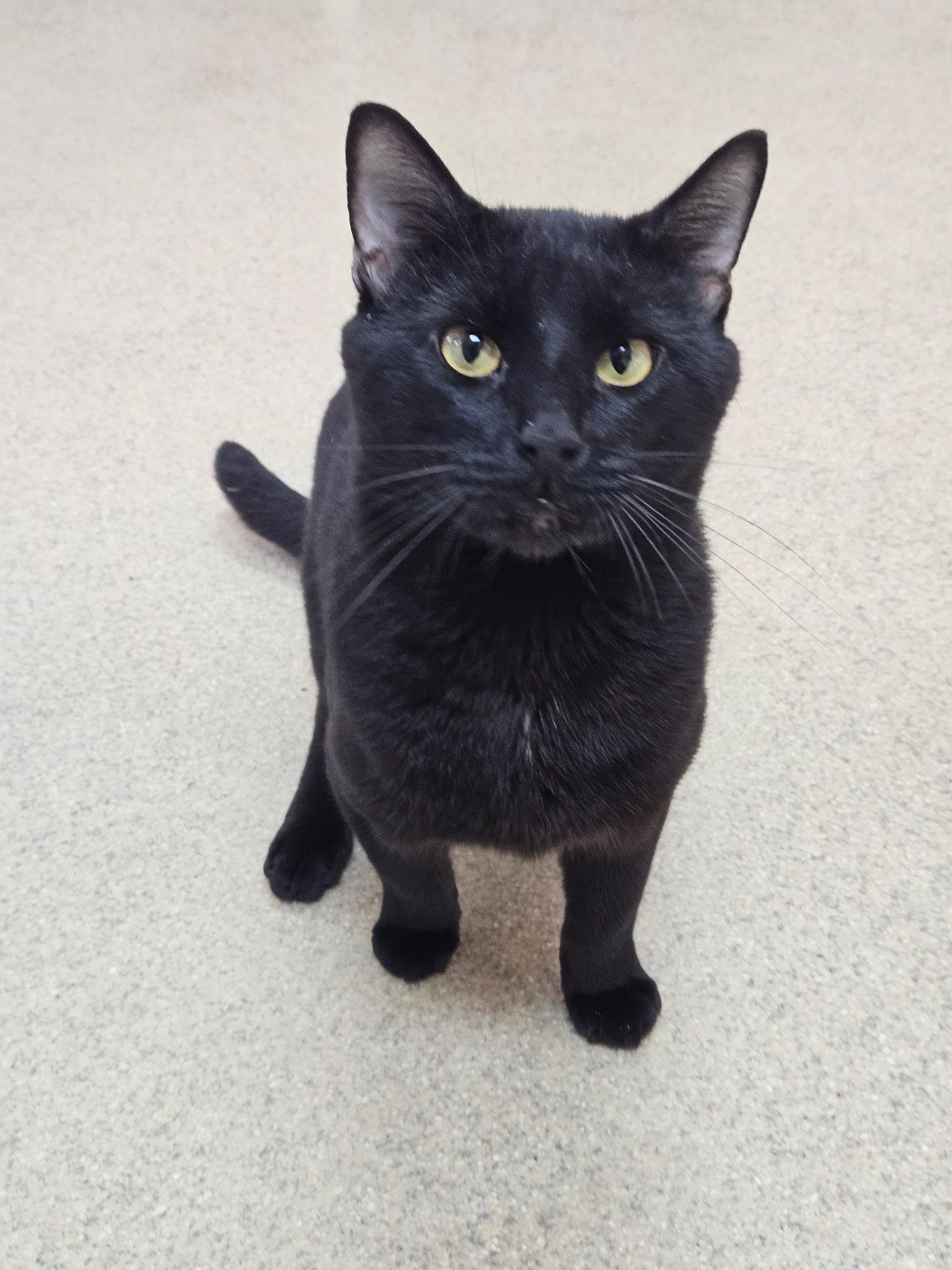 Enlarge Princess & Panther, an adopted Domestic Short Hair in Westbrook, CT image 2/6