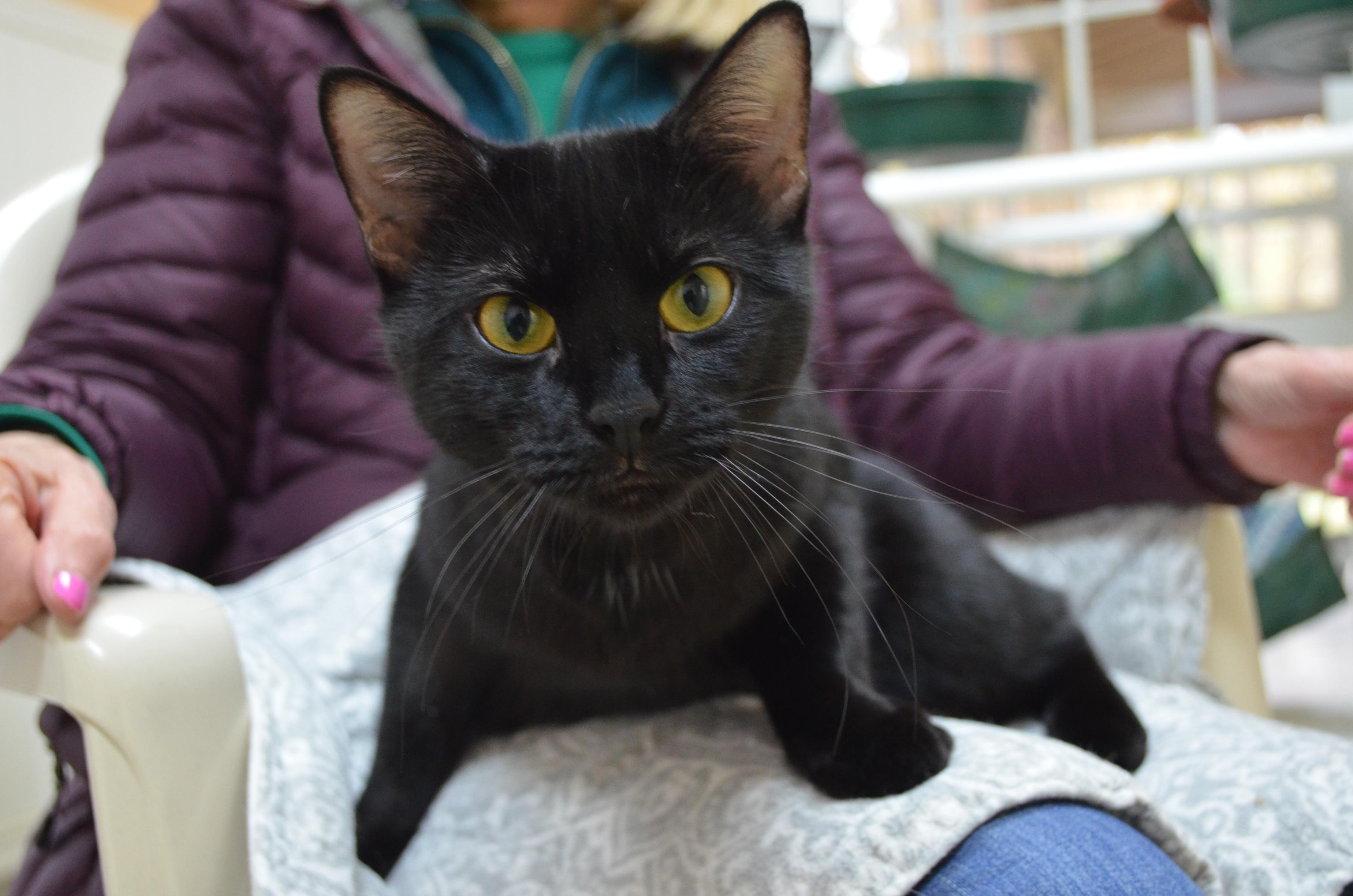 Enlarge Princess & Panther, an adopted Domestic Short Hair in Westbrook, CT image 3/6