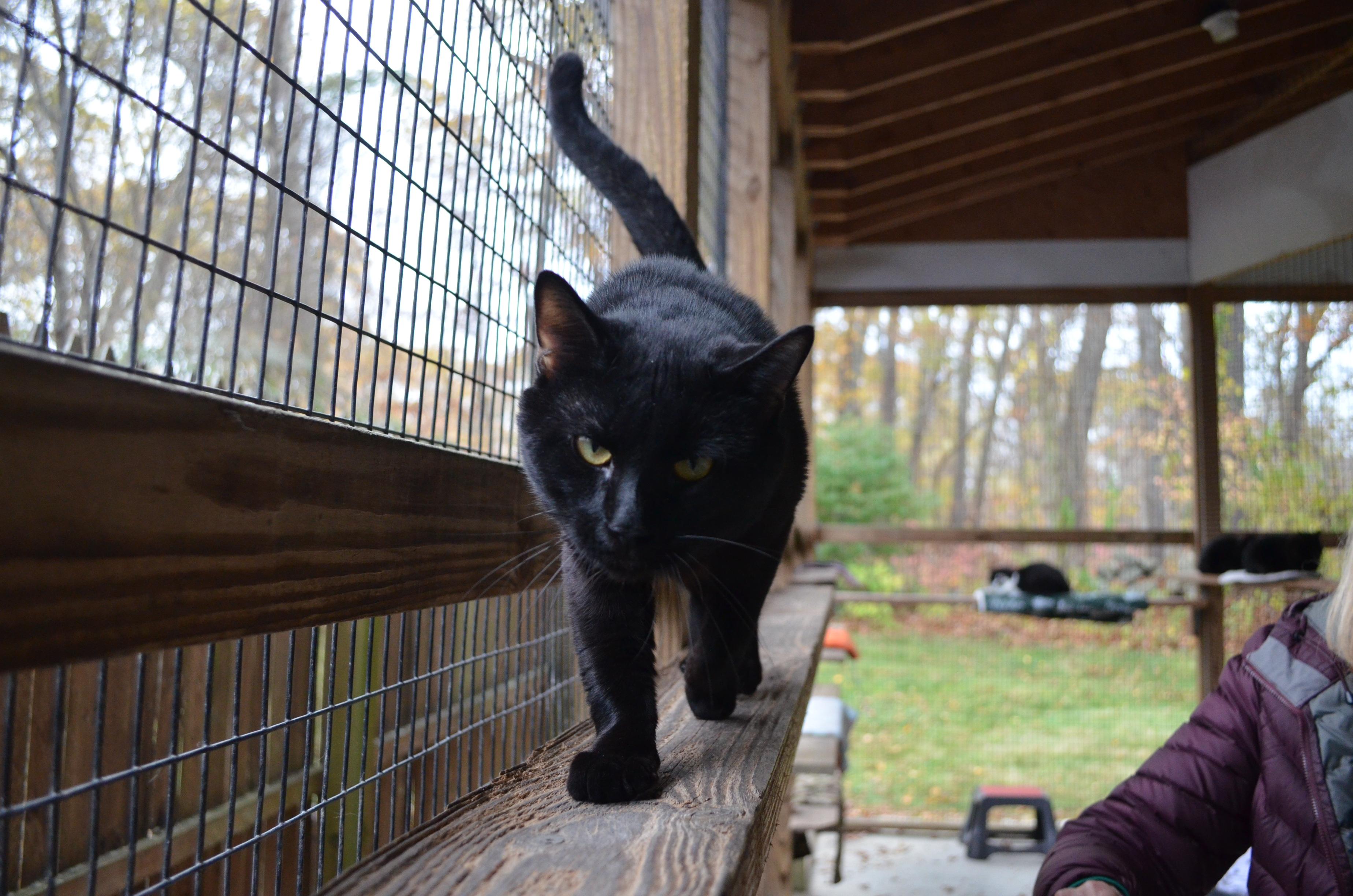 Enlarge Princess & Panther, an adopted Domestic Short Hair in Westbrook, CT image 4/6
