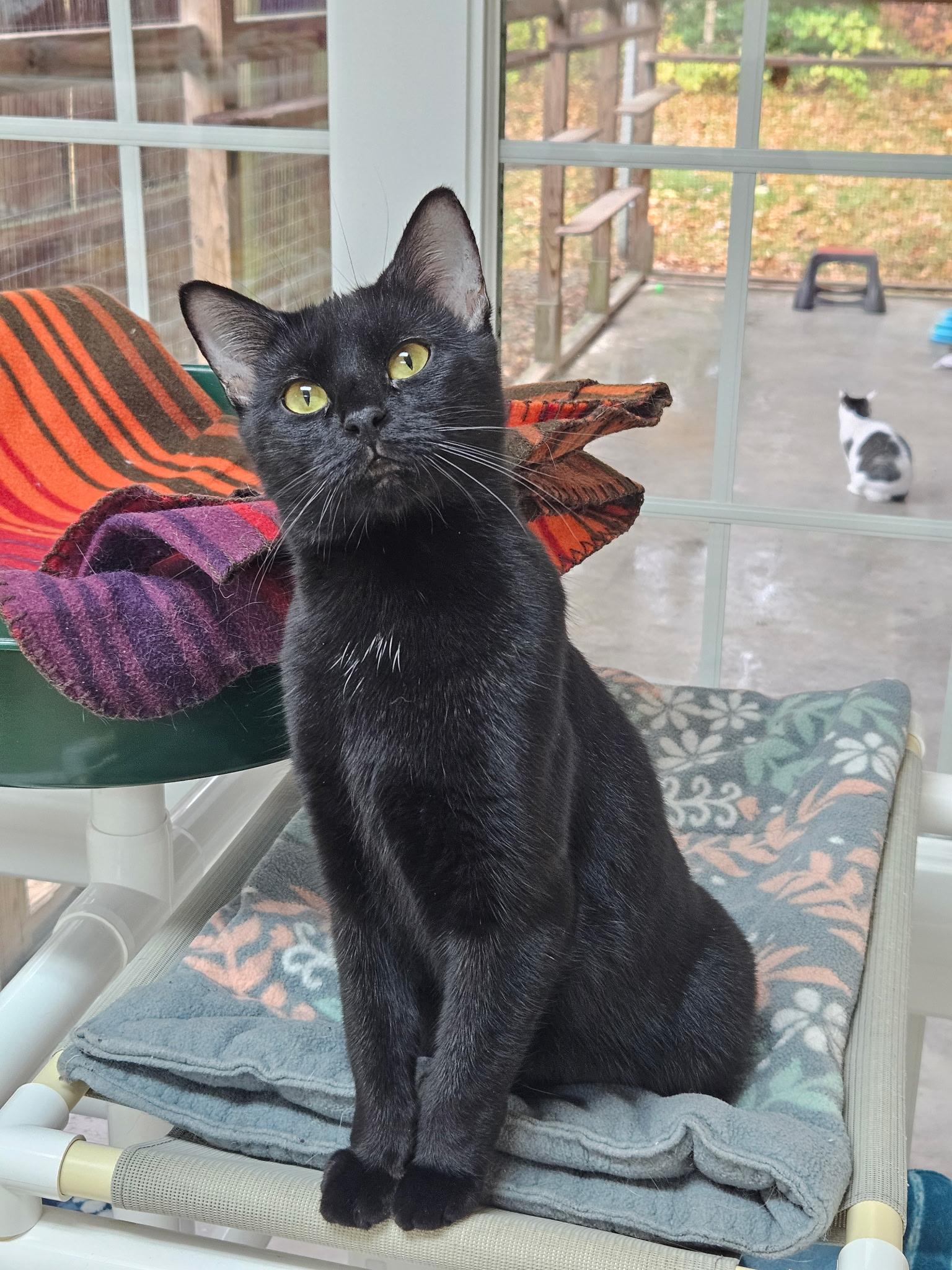 Enlarge Princess & Panther, an adopted Domestic Short Hair in Westbrook, CT image 5/6