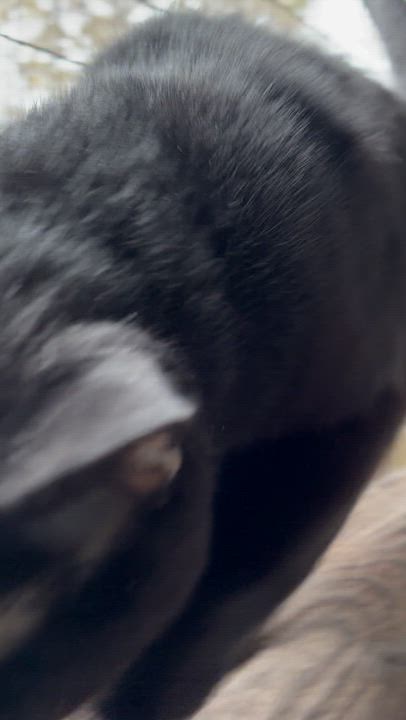 Enlarge Princess & Panther, an adopted Domestic Short Hair in Westbrook, CT video 6/6