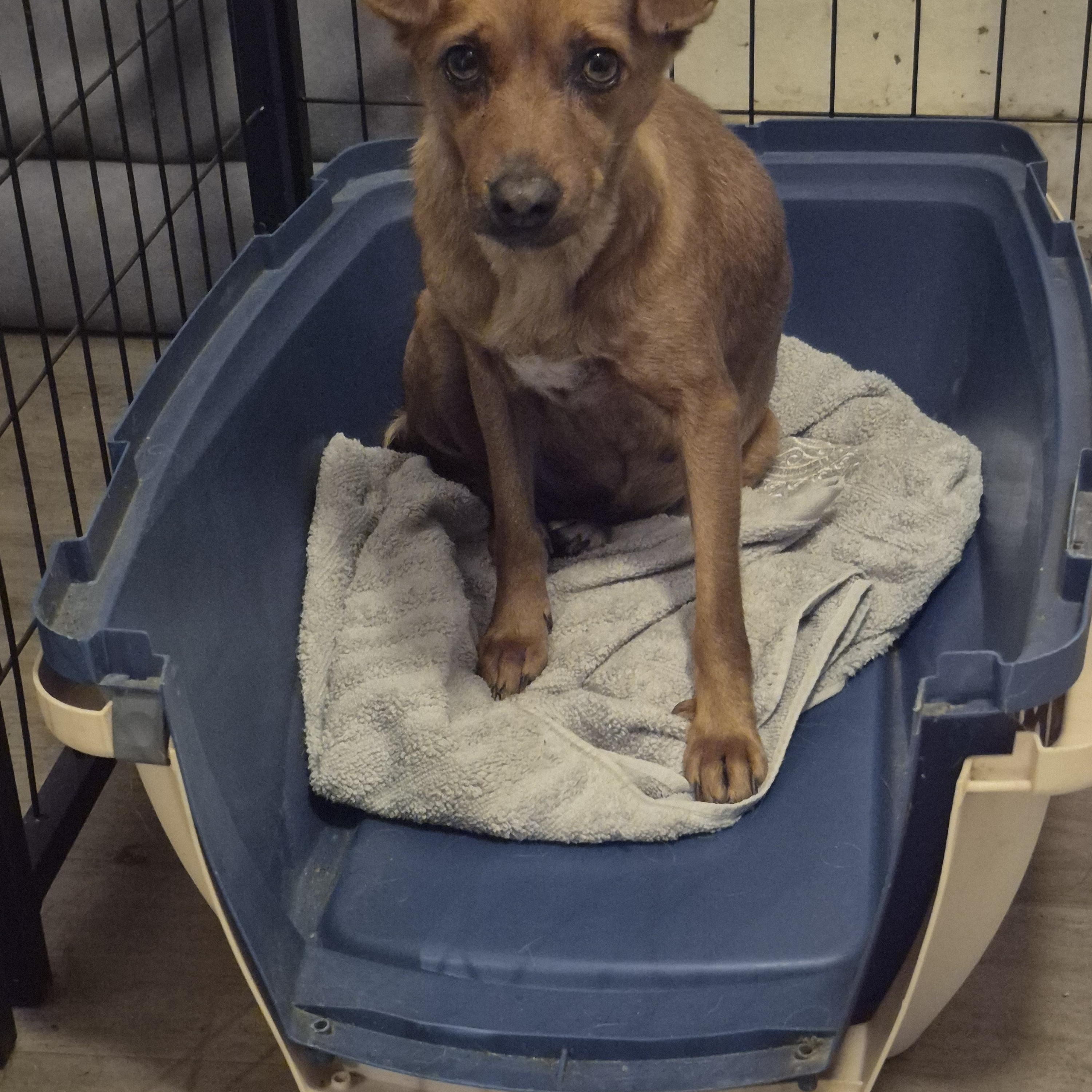 Enlarge Cider, a ADOPTABLE mixed breed in Olympia, WA image 2/2