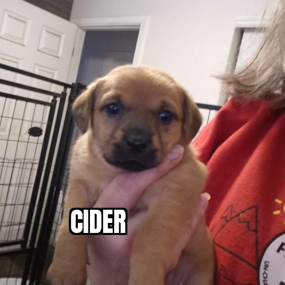 Enlarge Cider, a ADOPTABLE mixed breed in Olympia, WA image 1/2