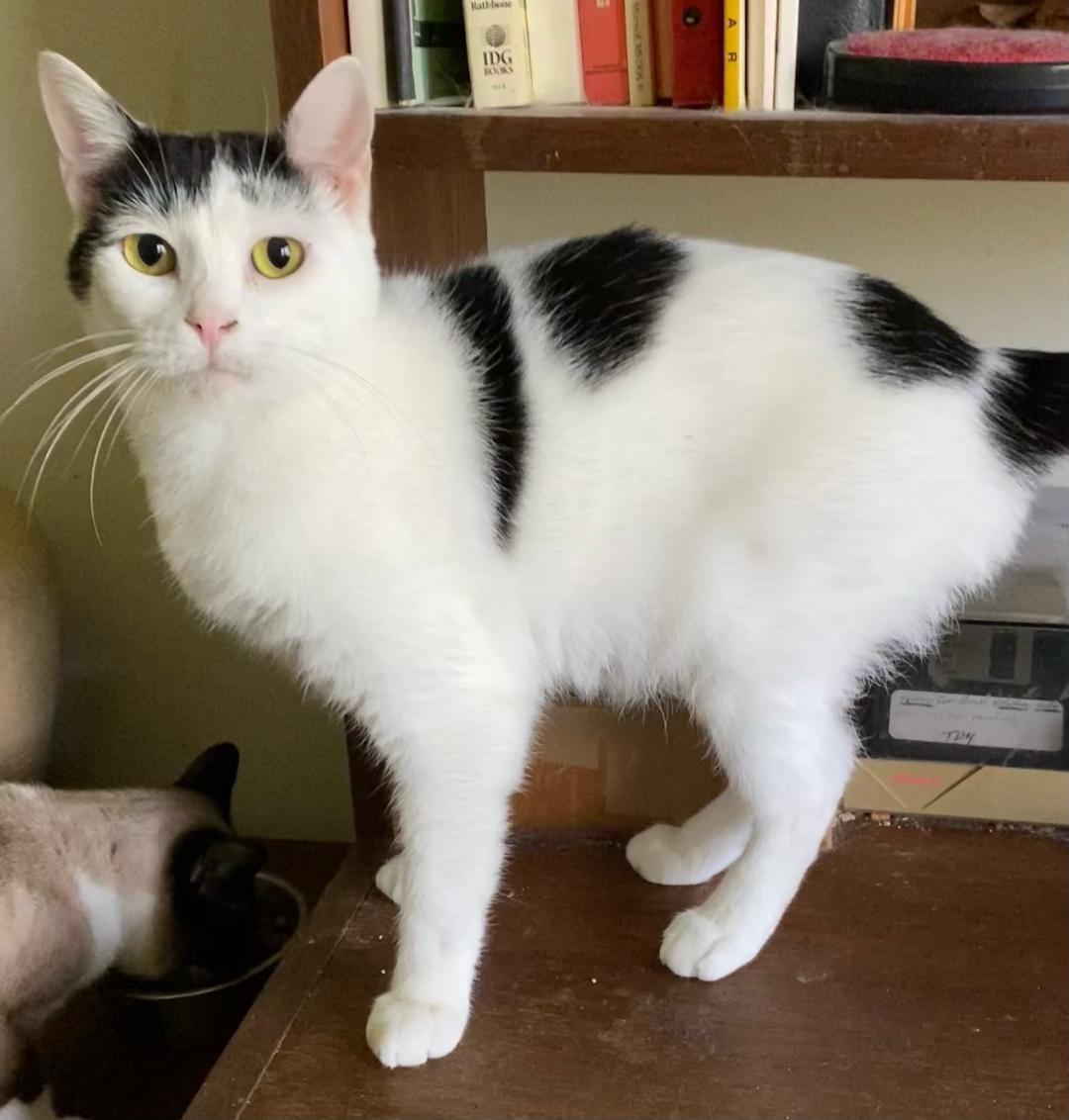 Caitlin, a Adoptable Domestic Short Hair in Chattanooga, TN image 2/3