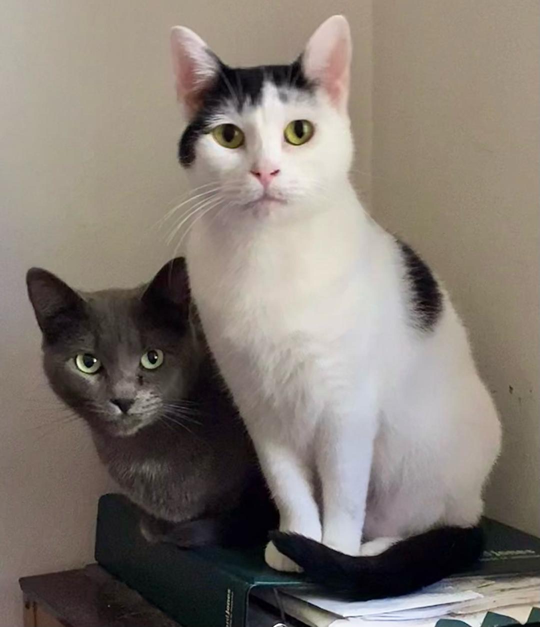 Caitlin, a Adoptable Domestic Short Hair in Chattanooga, TN image 1/3