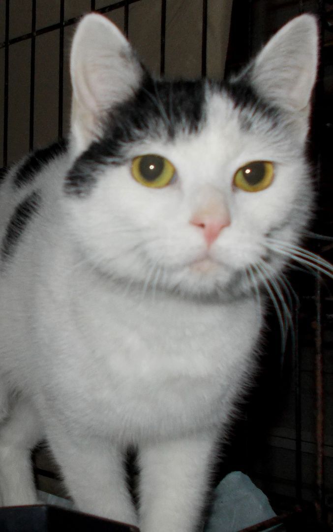 Caitlin, a Adoptable Domestic Short Hair in Chattanooga, TN image 3/3