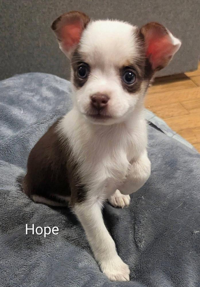 Enlarge Hope (Available 01/14), a Adoptable mixed breed in Irwin, PA image 1/4