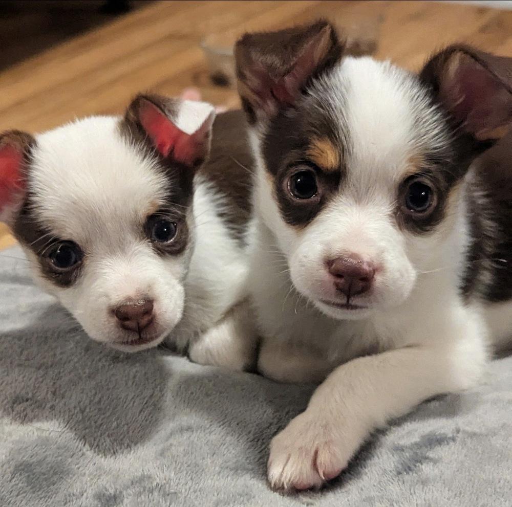 Enlarge Hope (Available 01/14), a Adoptable mixed breed in Irwin, PA image 2/4