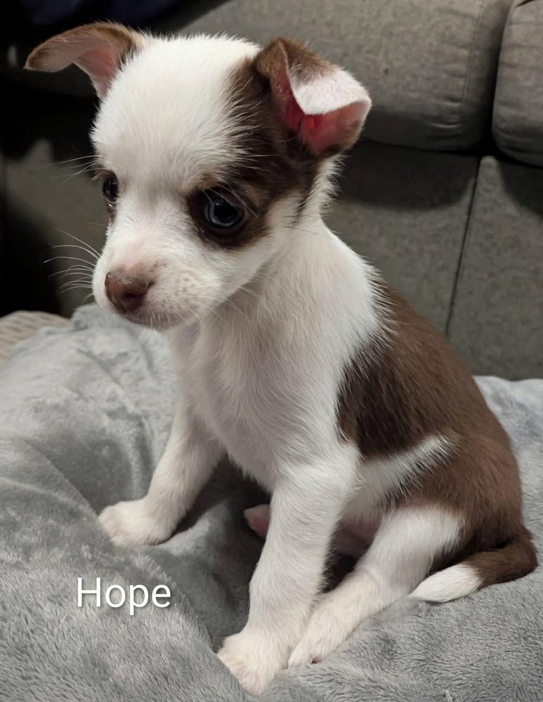 Enlarge Hope (Available 01/14), a Adoptable mixed breed in Irwin, PA image 4/4