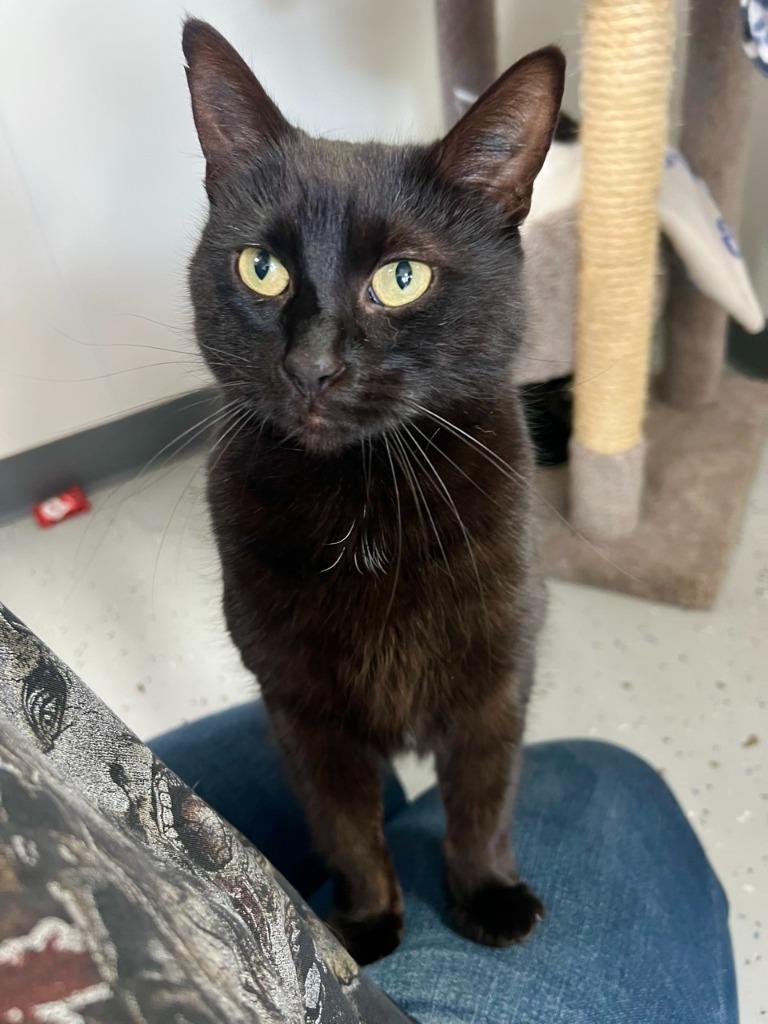 Love Bug, Adoptable, Adult Female Domestic Short Hair.