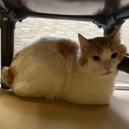 Enlarge Fluffy Bunny, a ADOPTABLE Domestic Medium Hair in Dubuque, IA image 1/2