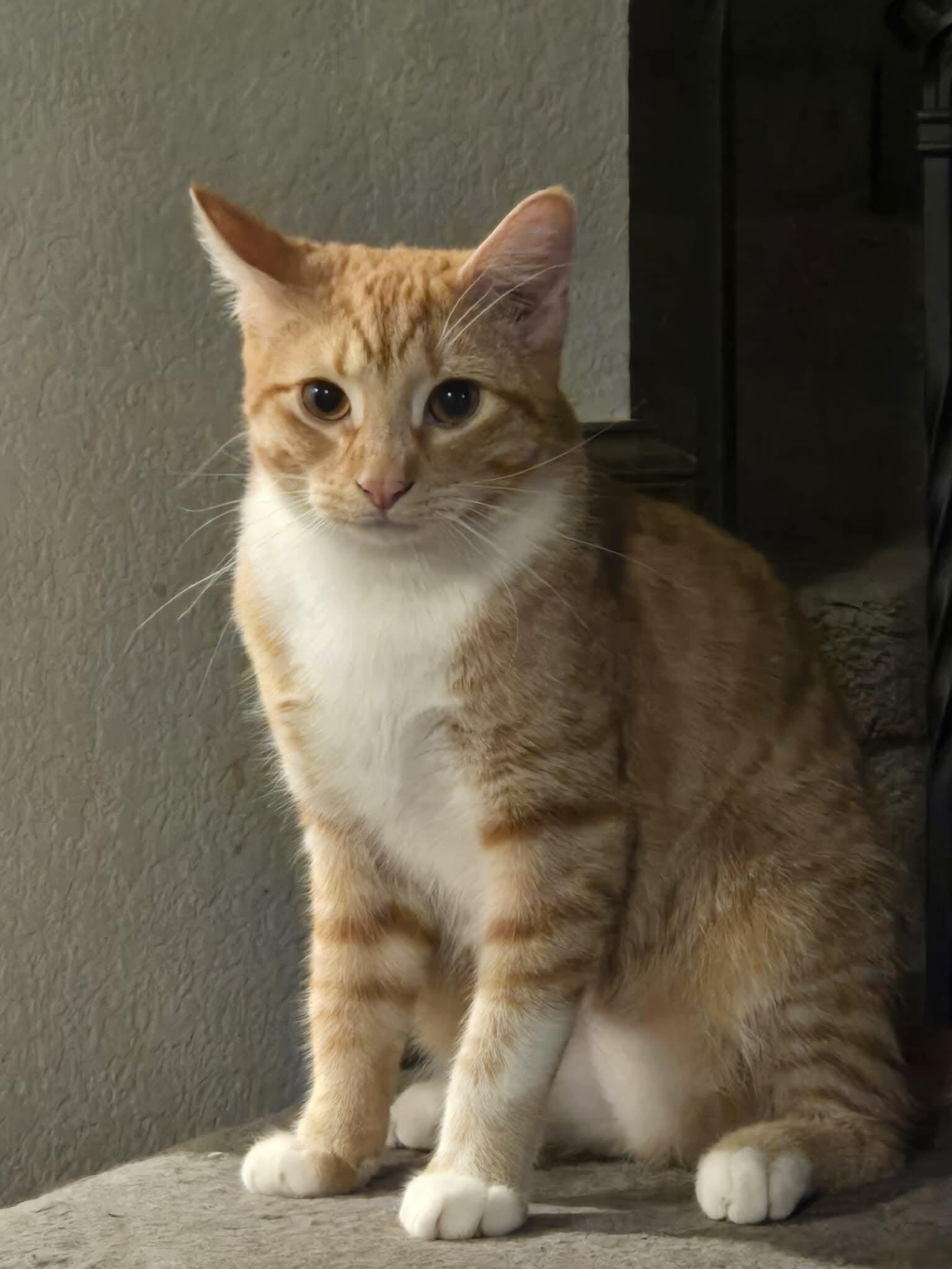 Broccoli, a Adoptable Domestic Short Hair in McKinney, TX image 1/3