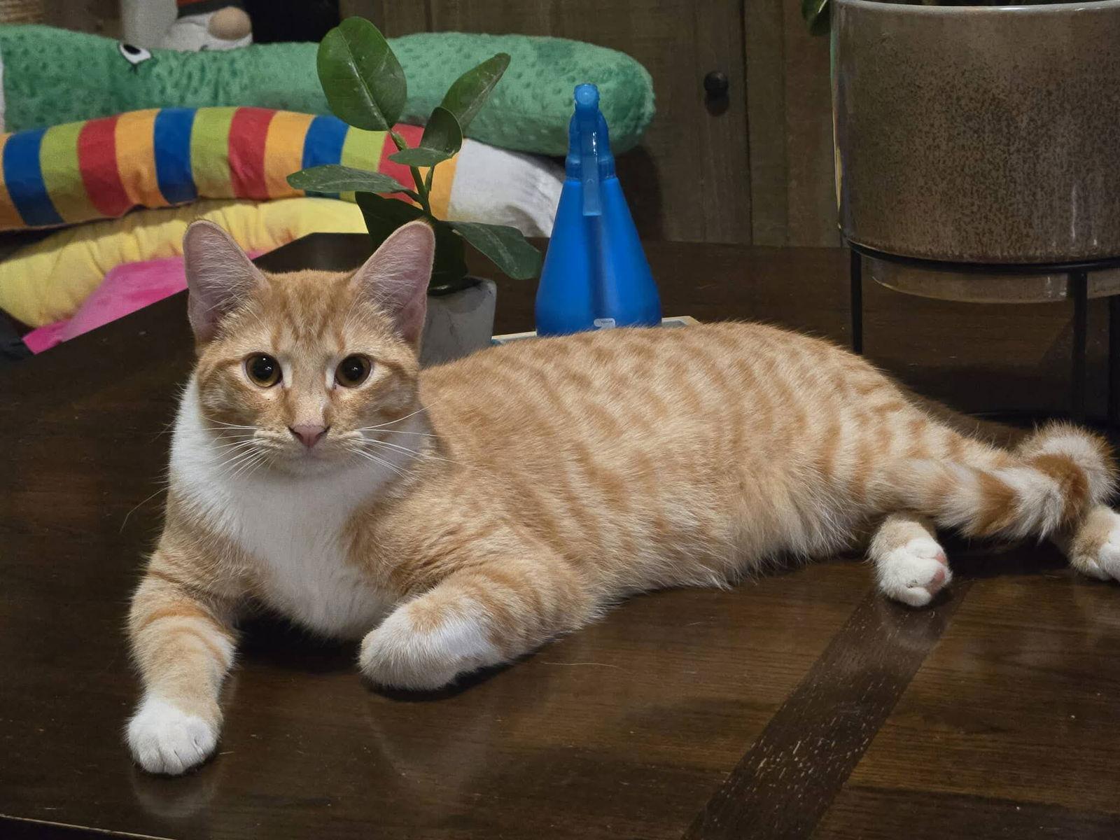 Broccoli, a Adoptable Domestic Short Hair in McKinney, TX image 2/3