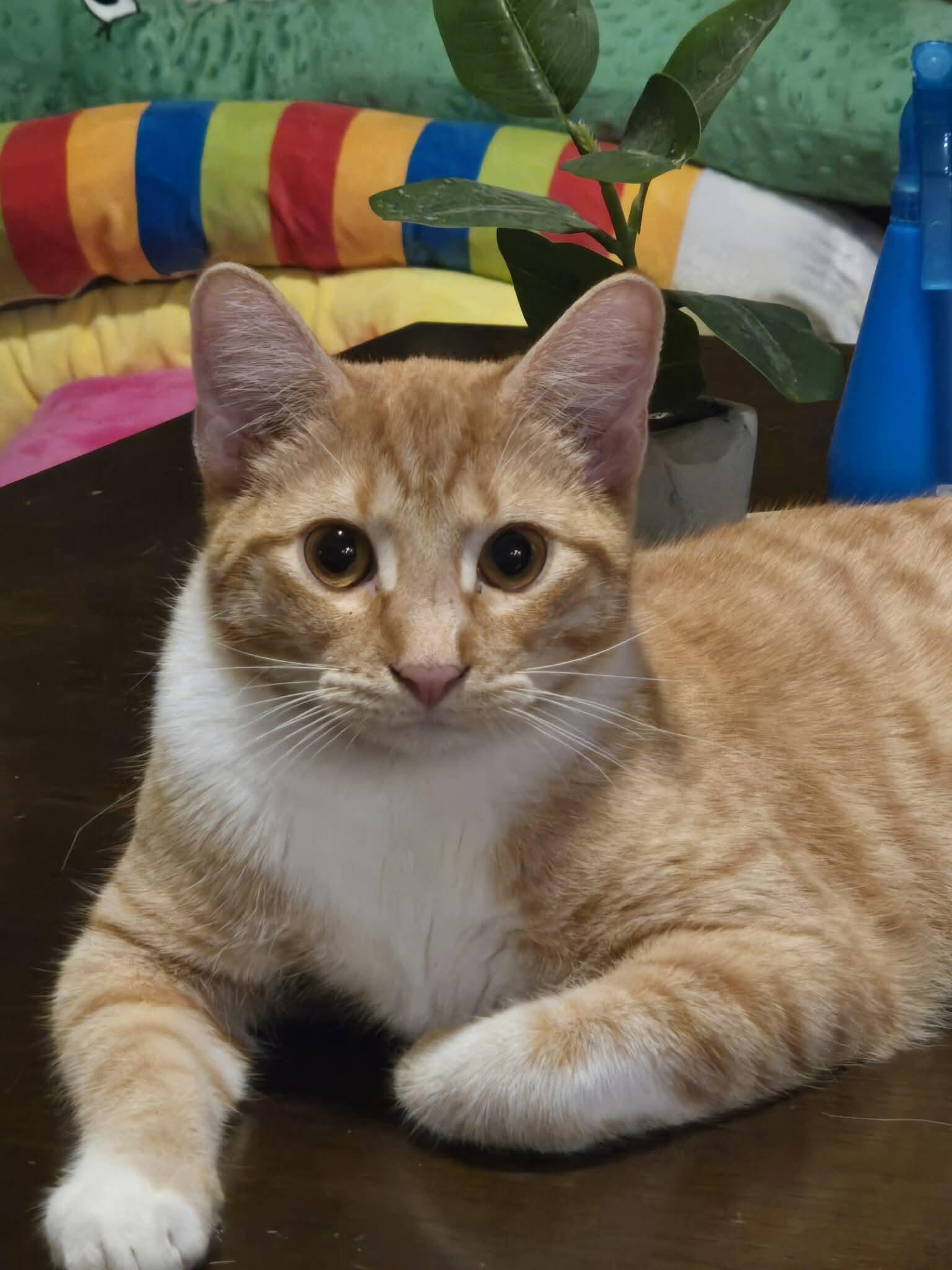 Broccoli, a Adoptable Domestic Short Hair in McKinney, TX image 3/3