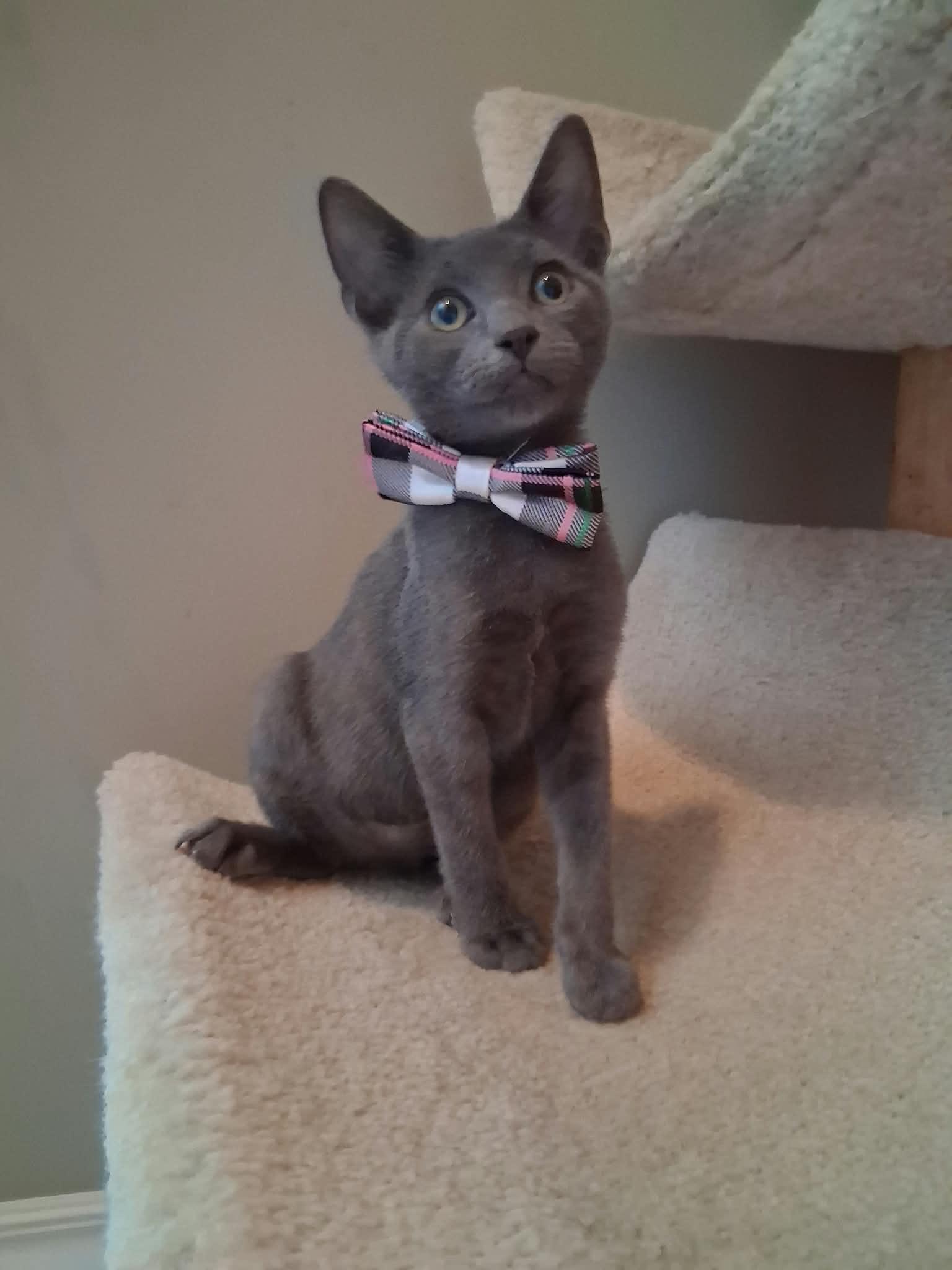 Enlarge Bash, a Adopted Domestic Short Hair in Wading River, NY image 1/5