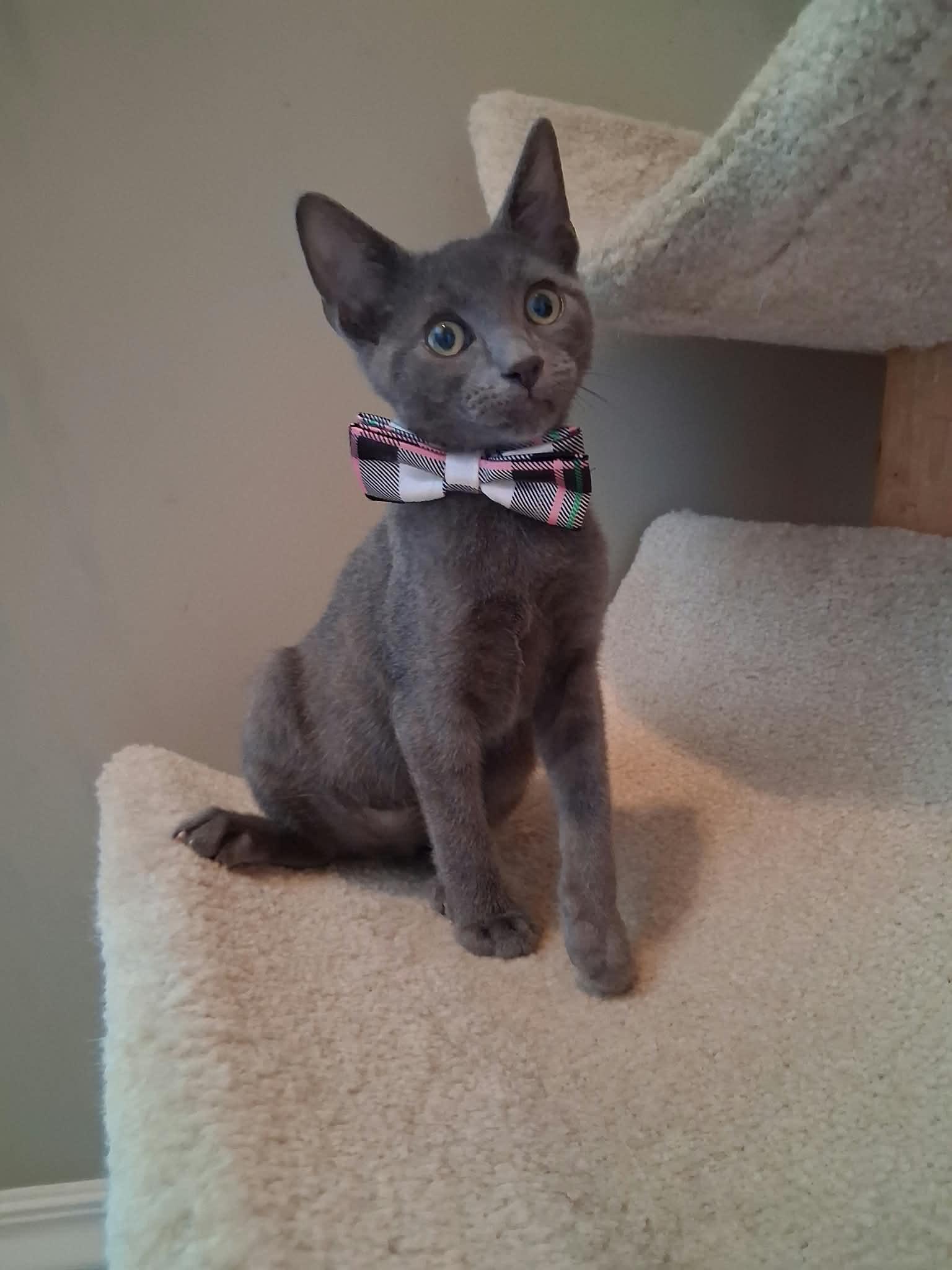 Enlarge Bash, a Adopted Domestic Short Hair in Wading River, NY image 2/5