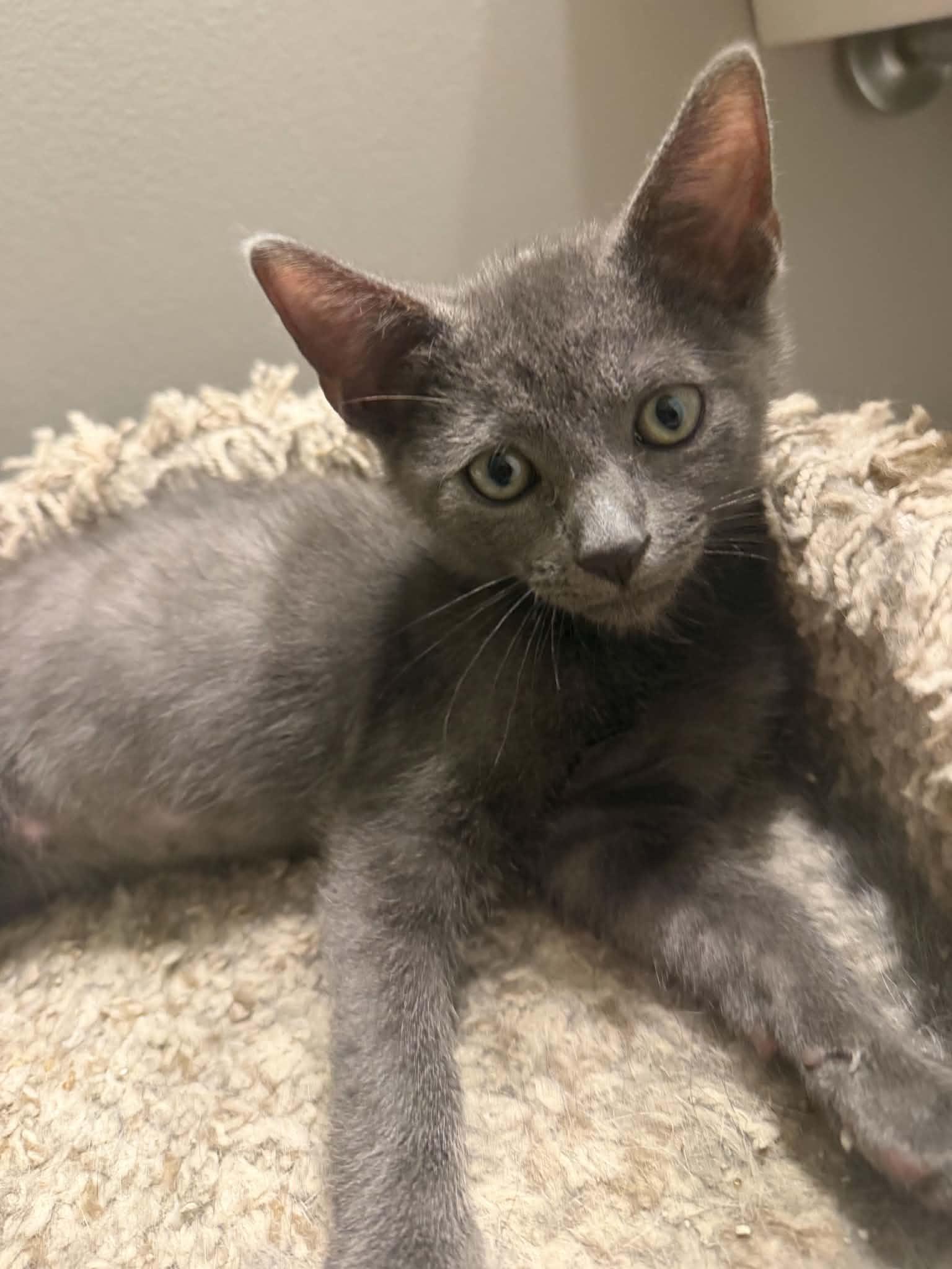 Enlarge Bash, a Adopted Domestic Short Hair in Wading River, NY image 3/5