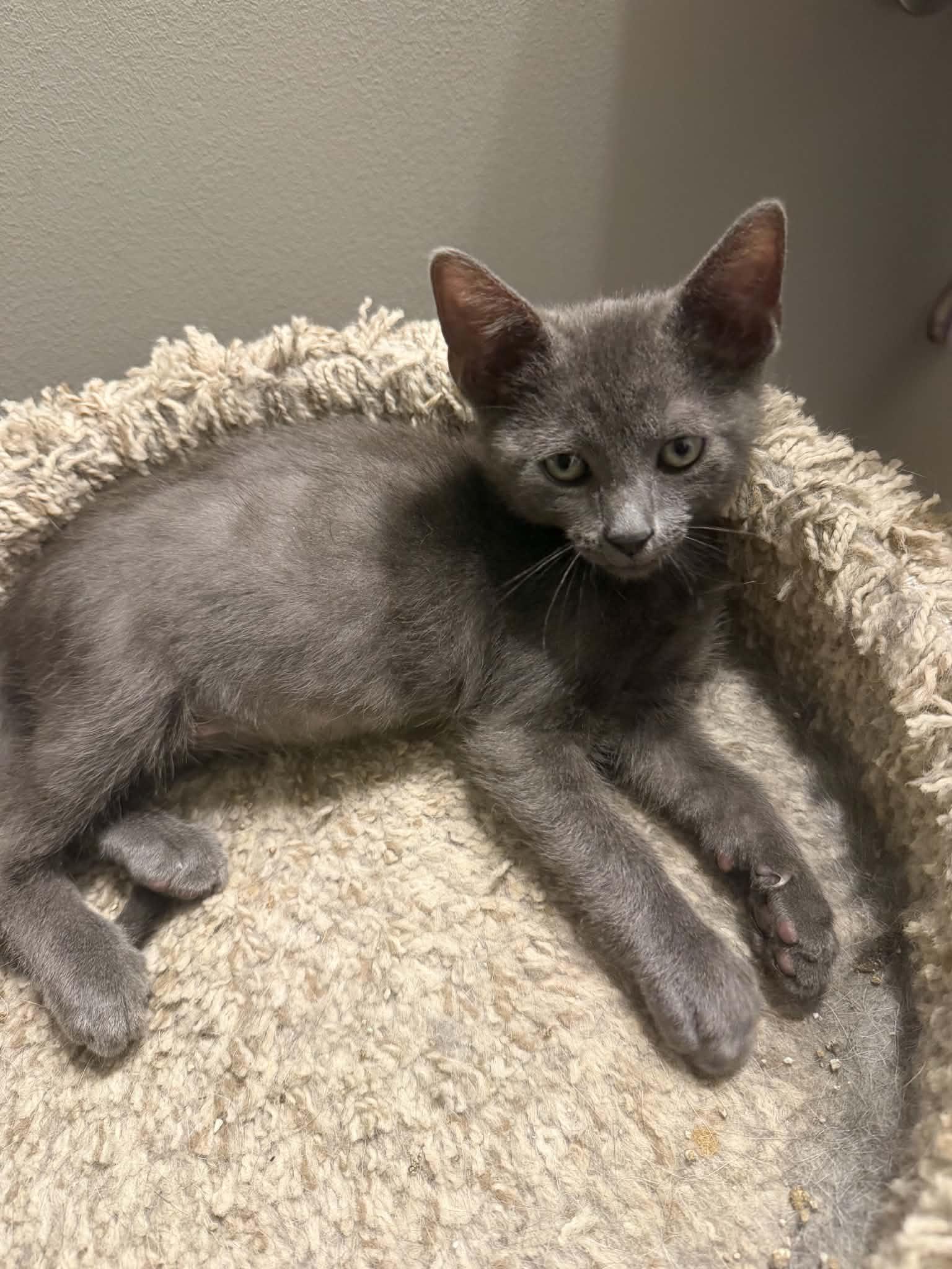 Enlarge Bash, a Adopted Domestic Short Hair in Wading River, NY image 4/5