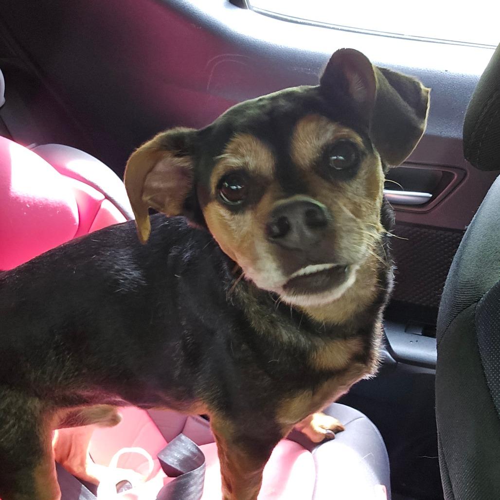 Buddy, Adoptable, Senior Male Mixed Breed.