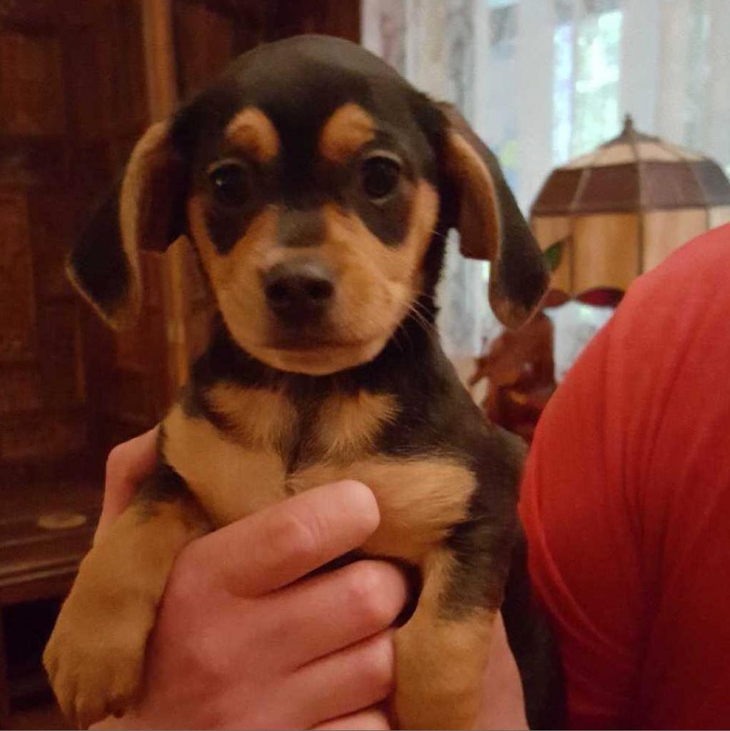 Enlarge Buddy, a Adoptable Mixed Breed in Williston, FL image 2/5