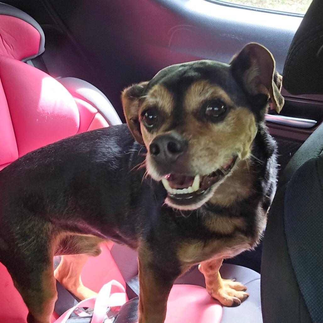 Enlarge Buddy, a Adoptable Mixed Breed in Williston, FL image 3/5