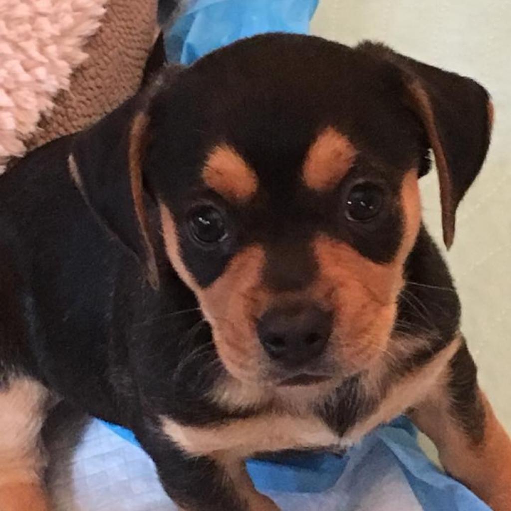 Enlarge Buddy, a Adoptable Mixed Breed in Williston, FL image 5/5