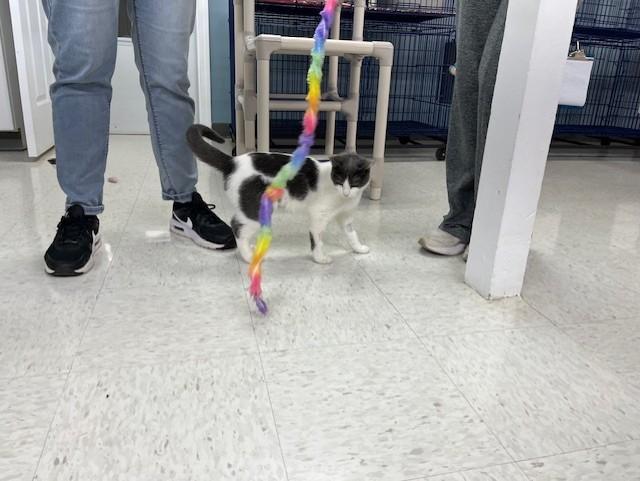 Enlarge Sunny, an adopted mixed breed in Grosse Ile, MI image 1/4