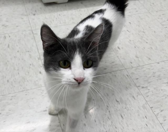 Enlarge Sunny, an adopted mixed breed in Grosse Ile, MI image 3/4